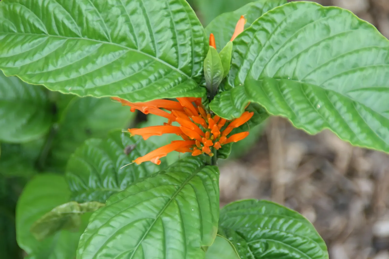 Mexican Honeysuckle (Justicia Spicigera) — recognized scientifically as Justicia spicigera