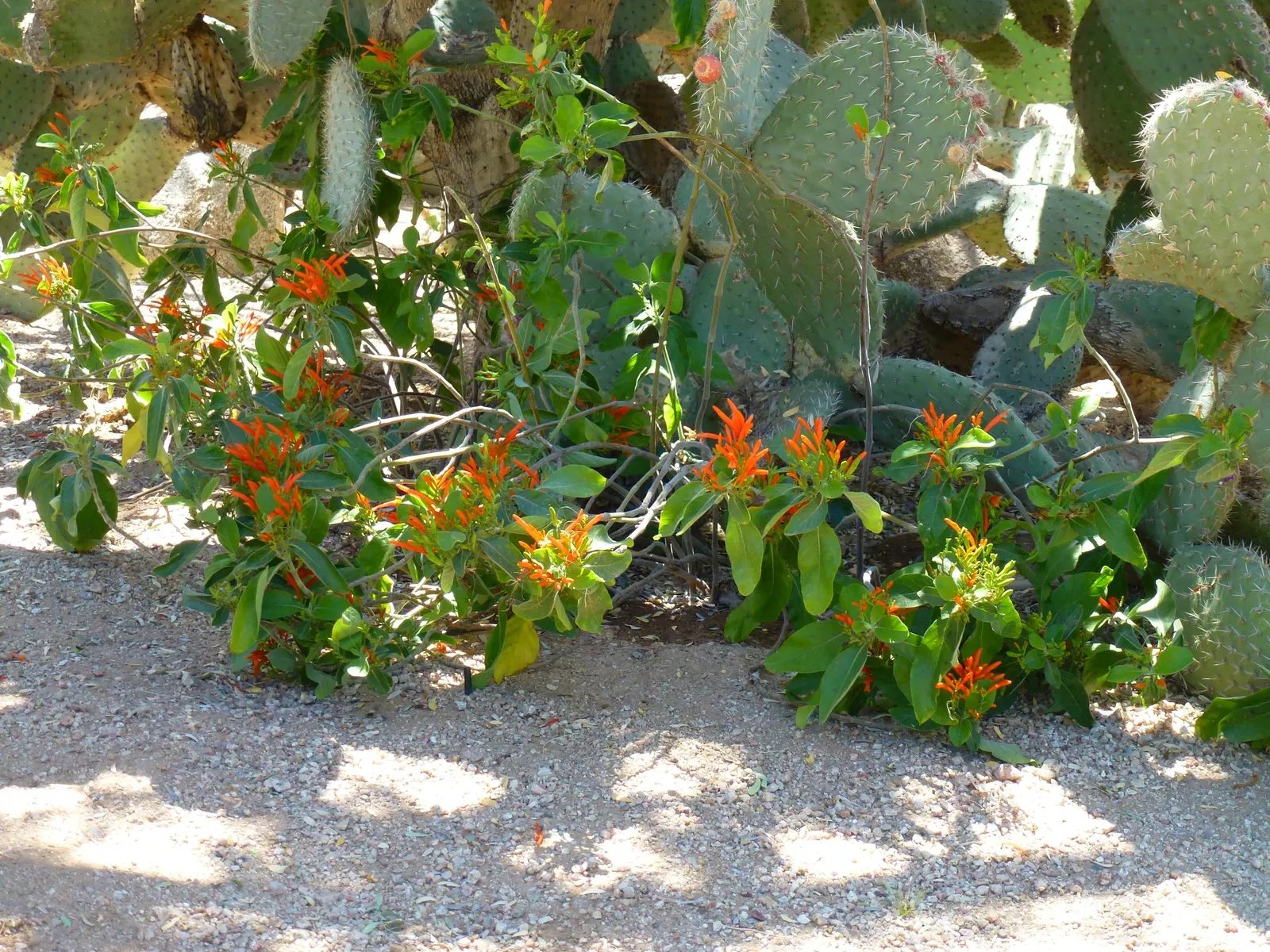 Mexican Honeysuckle (Justicia Spicigera) — which bloom throughout the year in frost-free regions