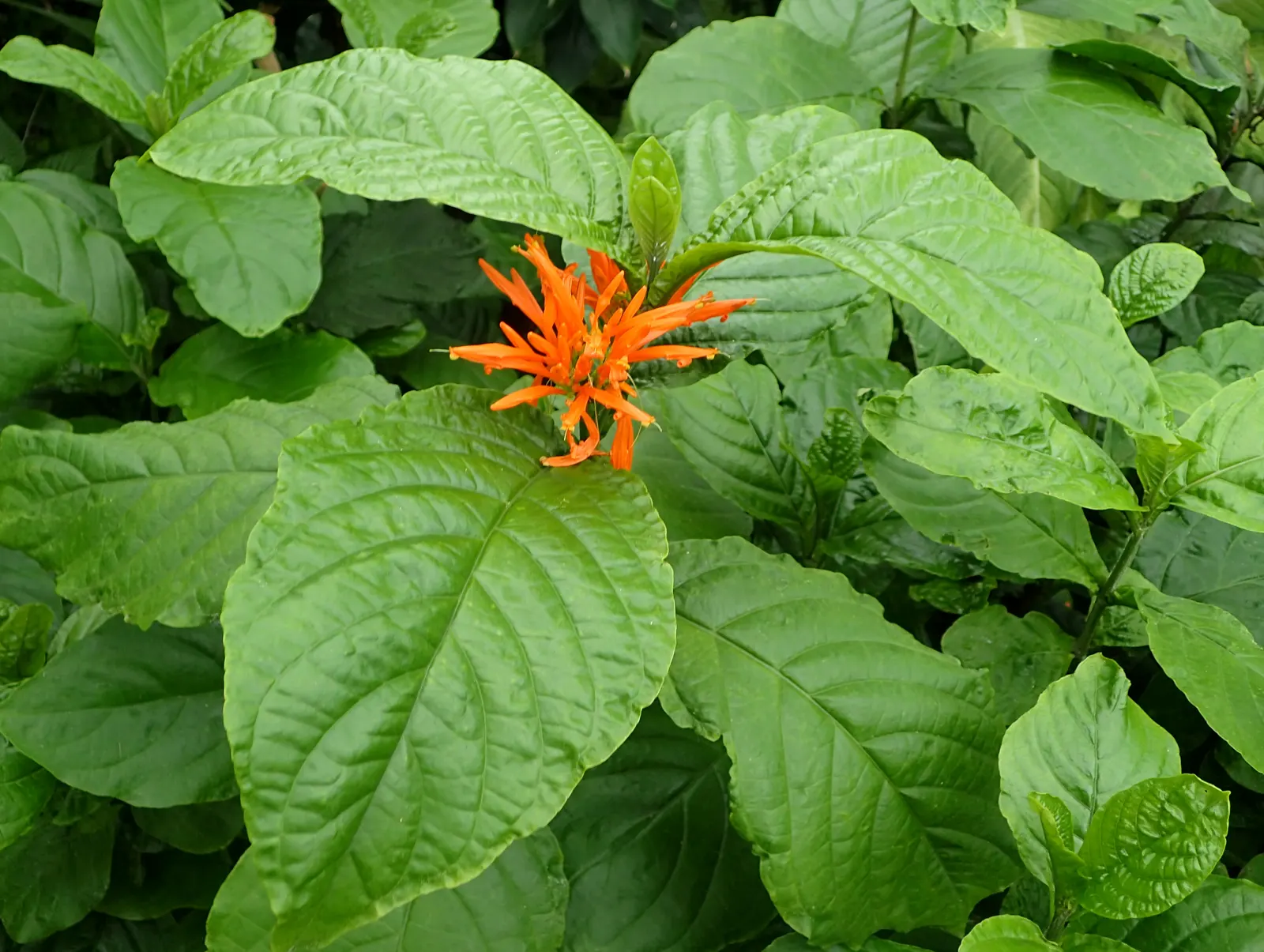 Mexican Honeysuckle (Justicia Spicigera) — this plant is a boon for any landscape design