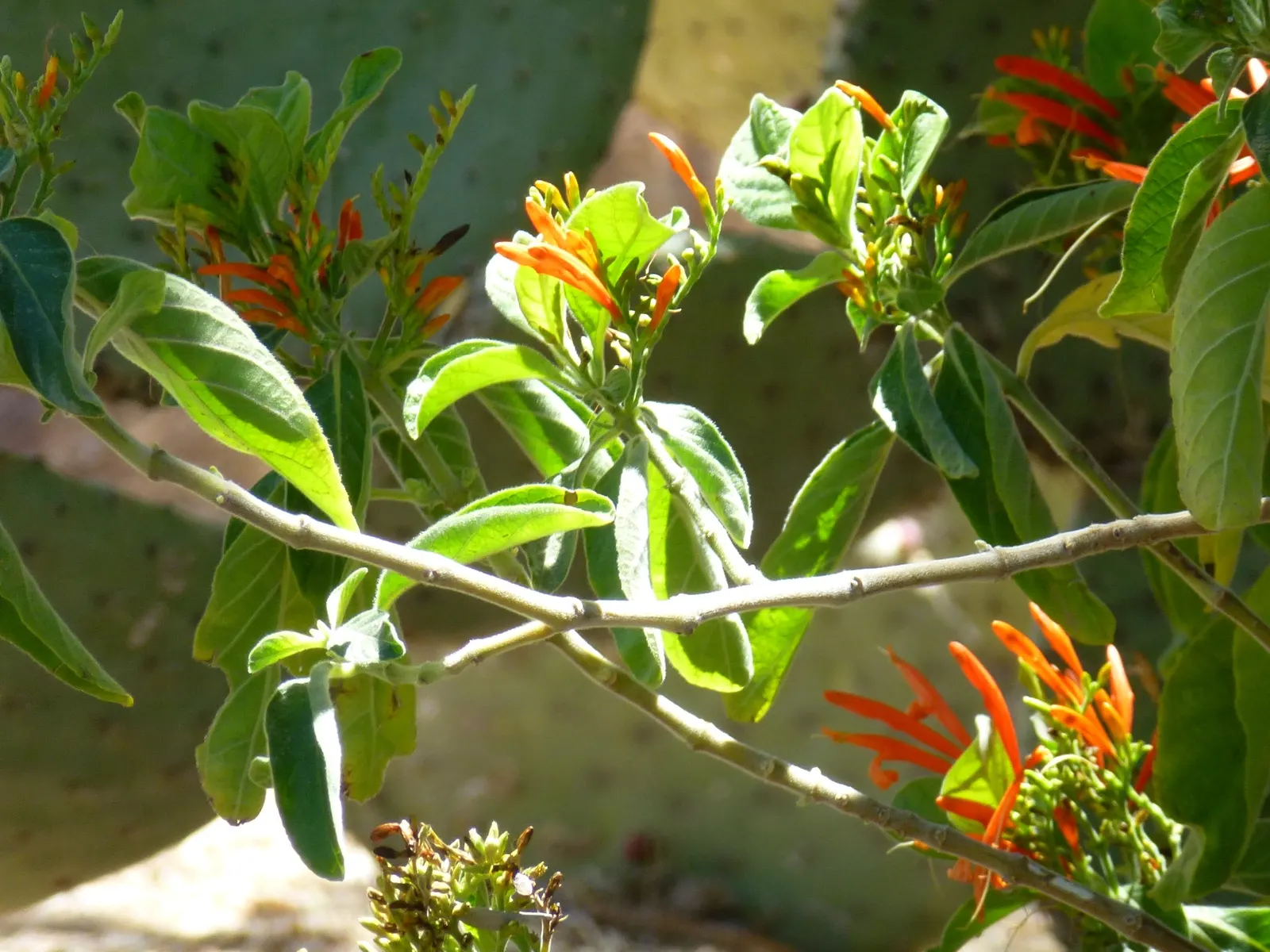 Mexican Honeysuckle (Justicia Spicigera) — orange and red flowers in the garden
