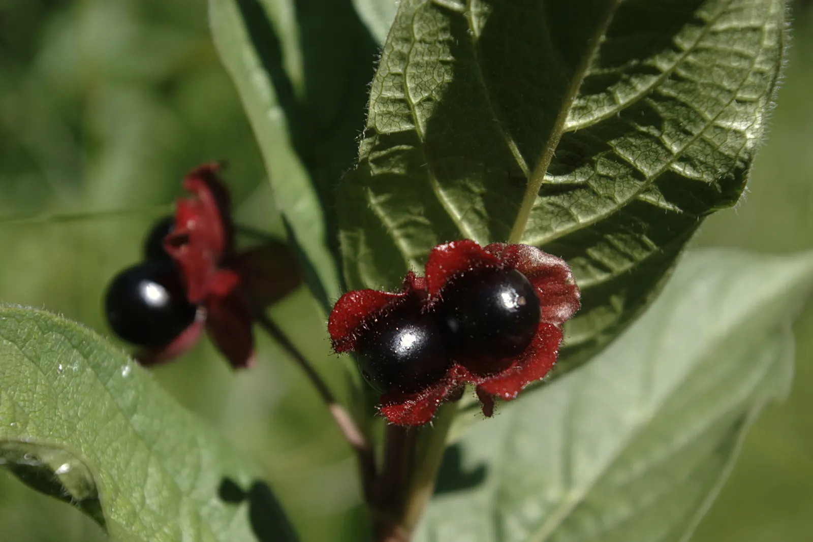 Mexican Honeysuckle (Justicia Spicigera) — mainly for shape or to remove any spent blooms