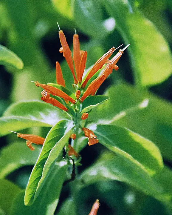 Mexican Honeysuckle (Justicia Spicigera) — Notably appreciated for its vivid orange