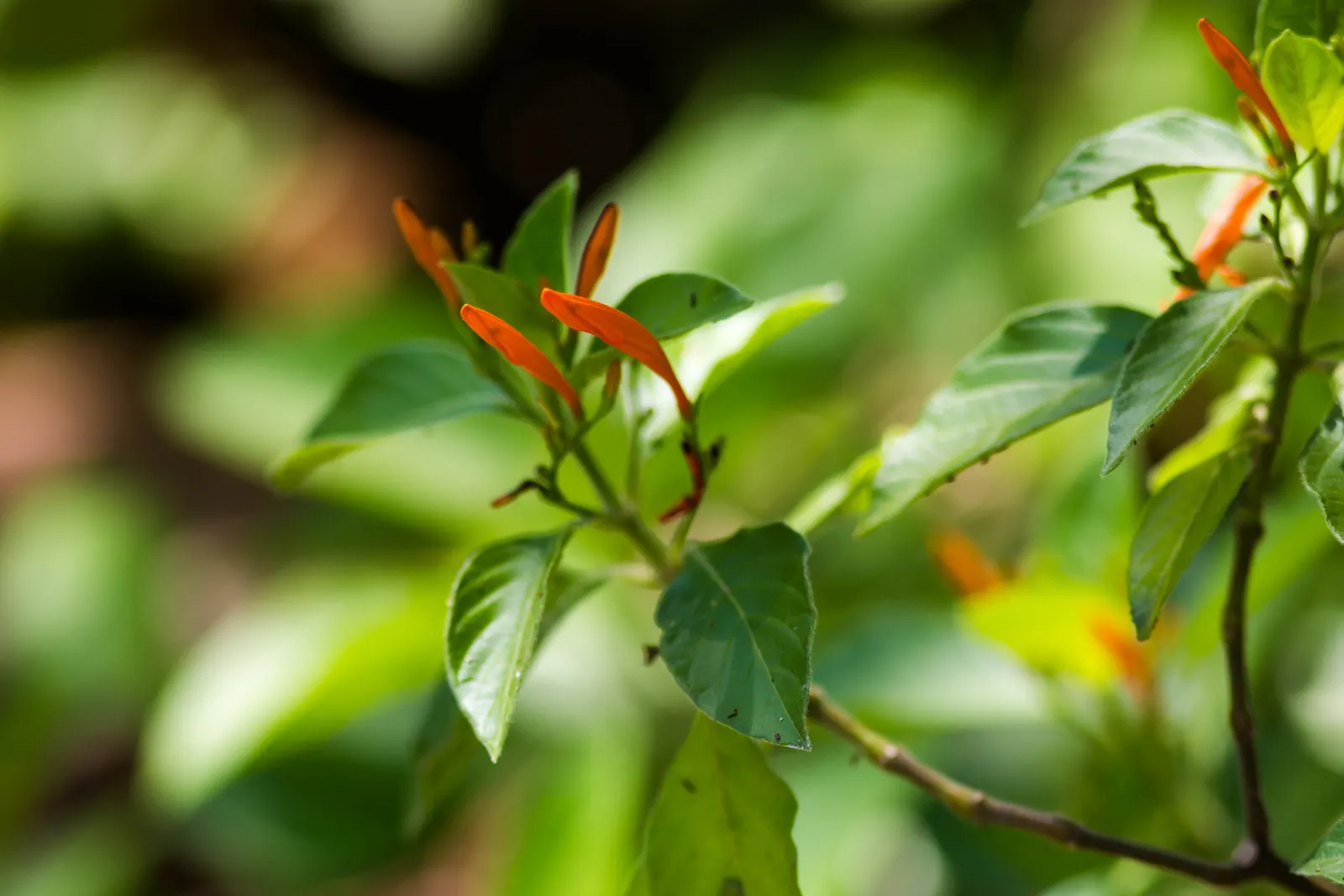 Mexican Honeysuckle (Justicia Spicigera) — Justicia spicigera maintains a compact