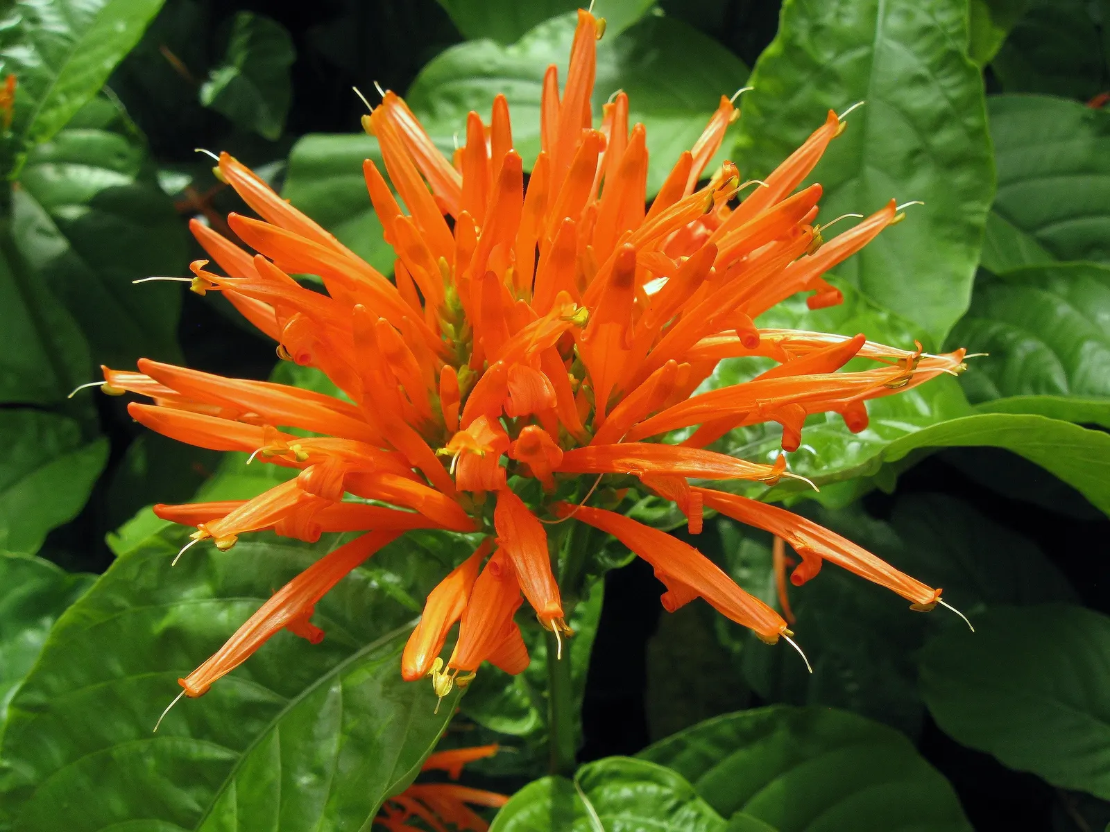 Mexican Honeysuckle (Justicia Spicigera) — shrub for full or half or shade