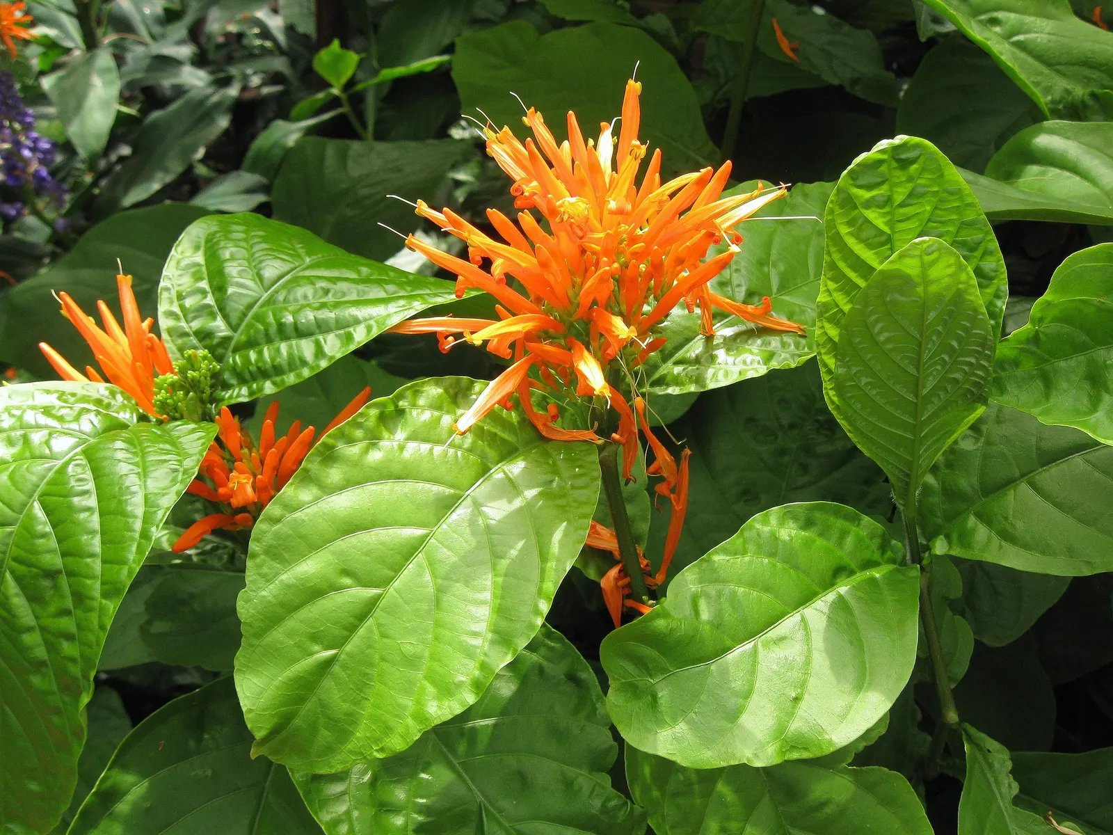 Mexican Honeysuckle (Justicia Spicigera) — Pruning promotes bushier growth and more abundant blooms