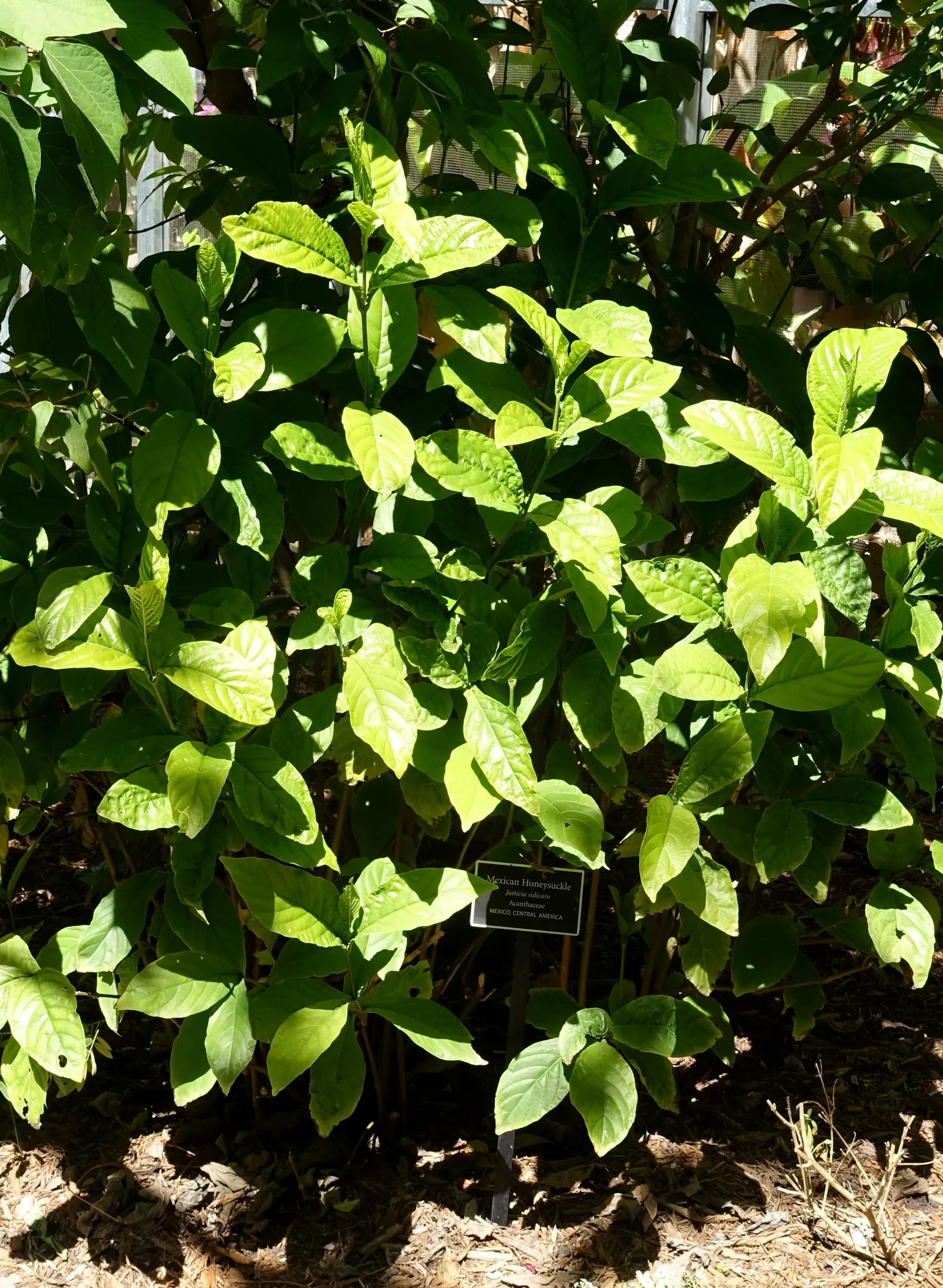 Mexican Honeysuckle (Justicia Spicigera) — is an evergreen shrub hailing from the Acanthaceae family