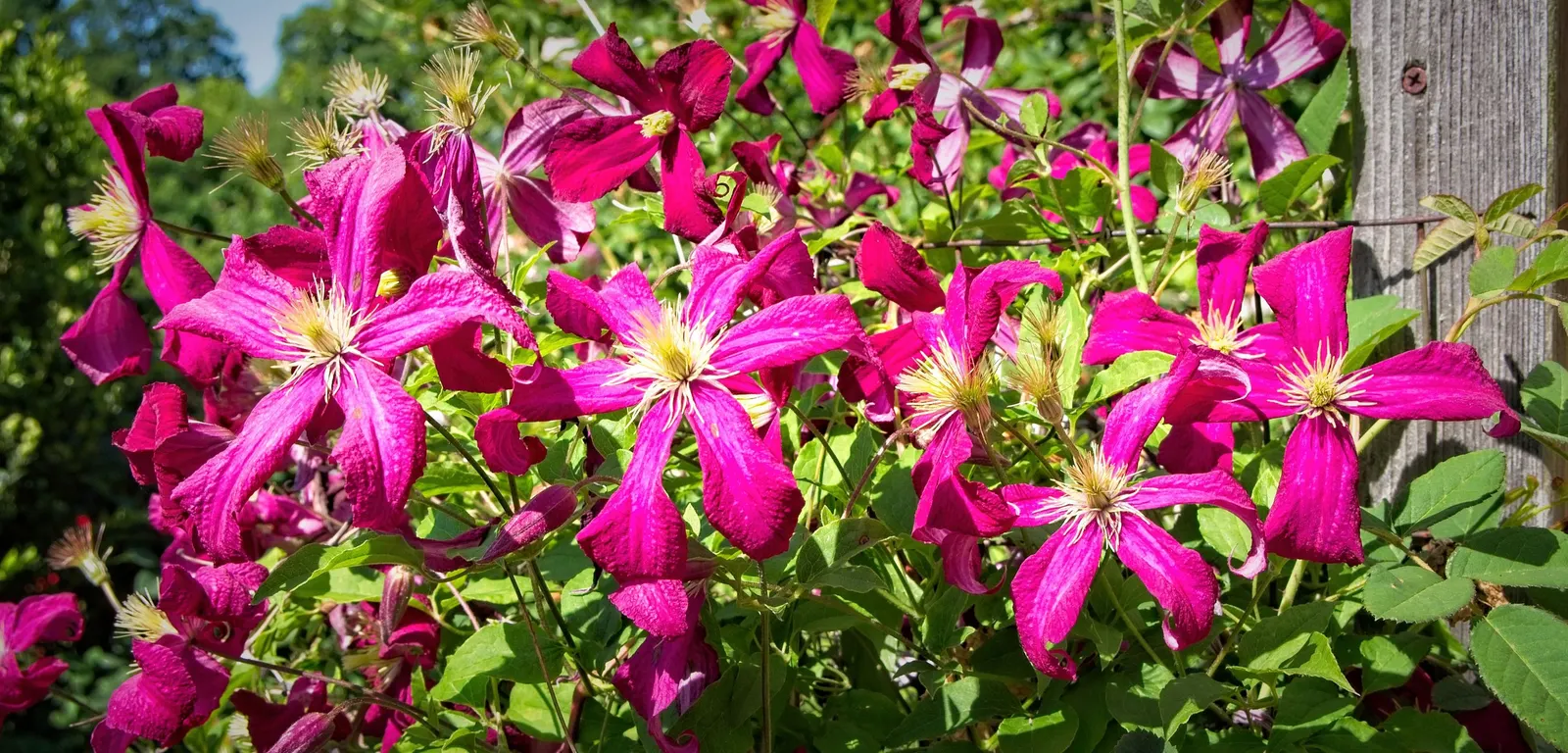 Niobe Clematis (Clematis 'Niobe') — a lighter repeat bloom may grace the plant through summer and into early fall; ruby-red flowers that bloom prolifically