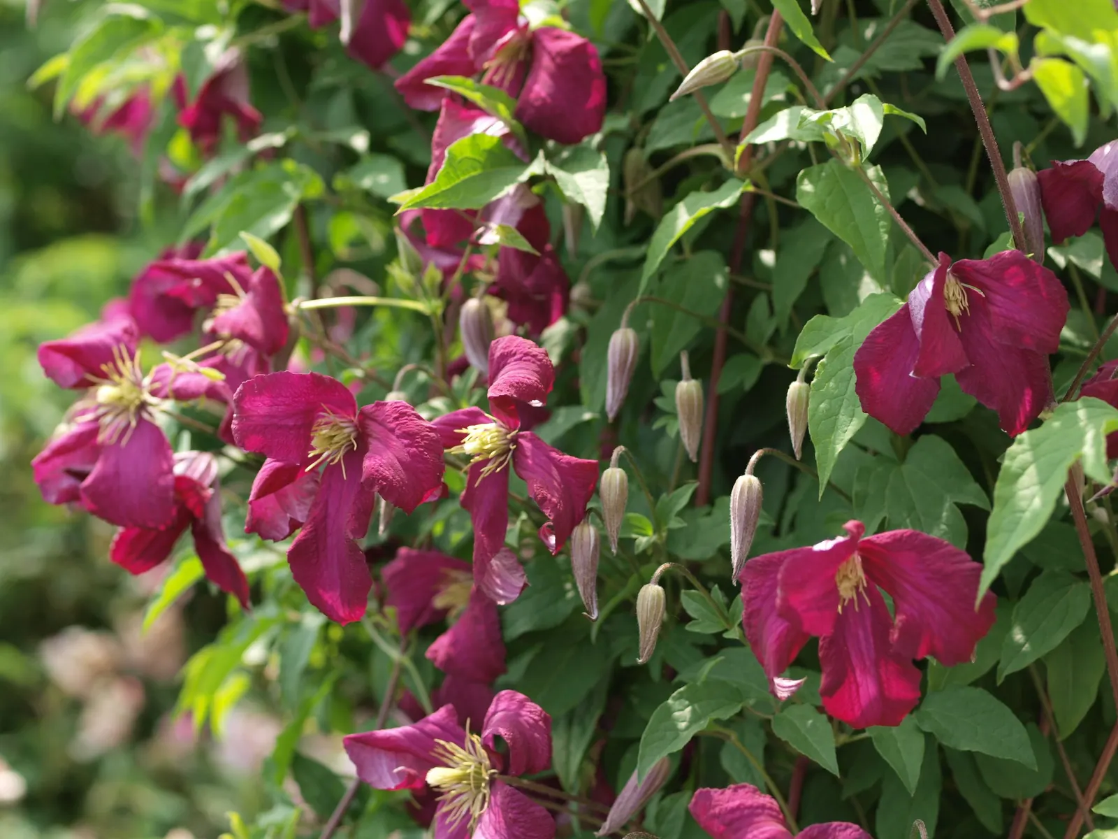 Niobe Clematis (Clematis 'Niobe') — offering long-lasting appeal