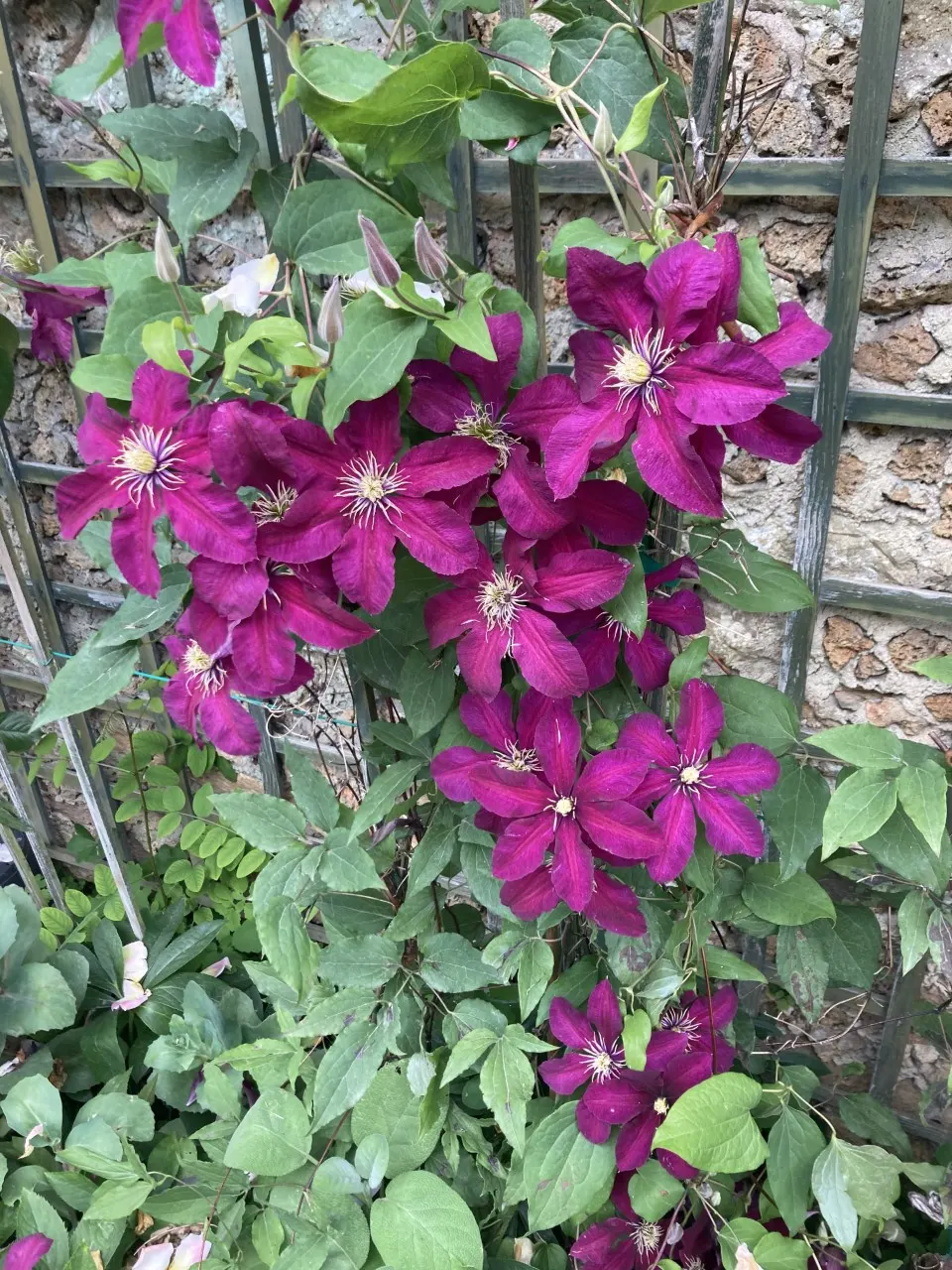 Niobe Clematis (Clematis 'Niobe') — scientifically known as Clematis 'Niobe'