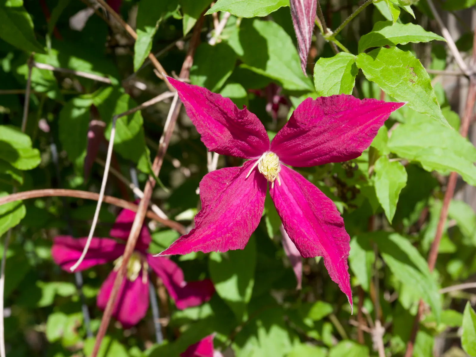 Niobe Clematis (Clematis 'Niobe') — with a spread of 2 to 4 feet