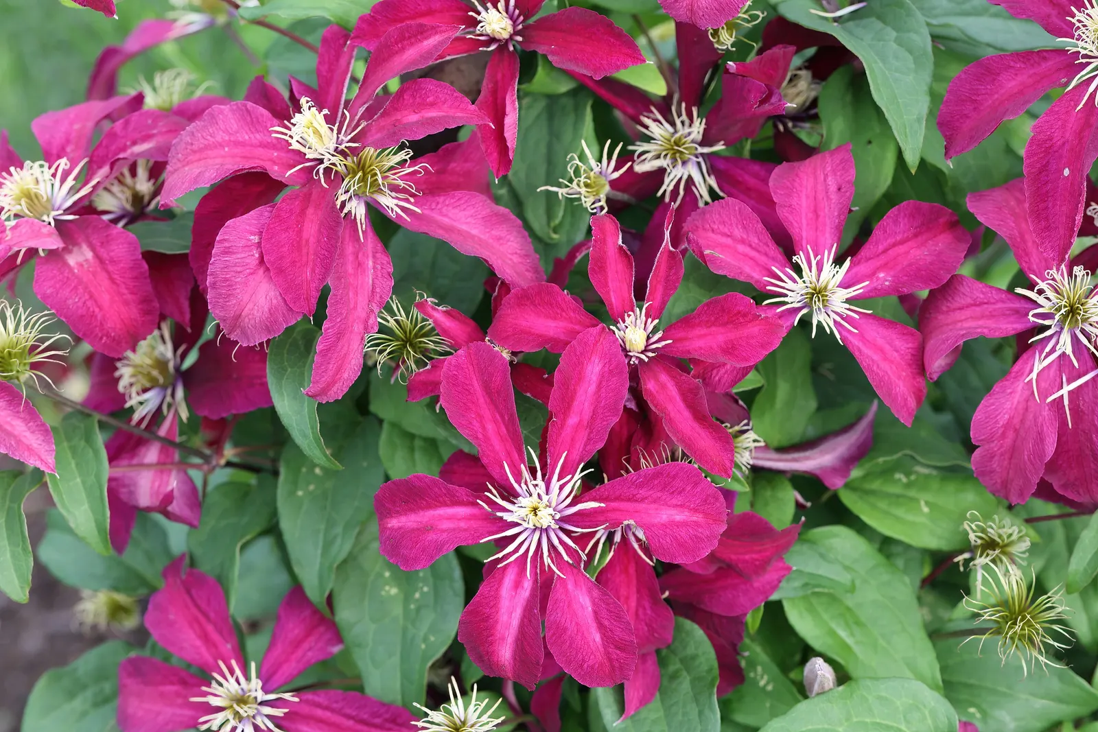 Niobe Clematis (Clematis 'Niobe') — scientifically known as Clematis 'Niobe'; the Niobe Clematis thrives in full sun to part shade