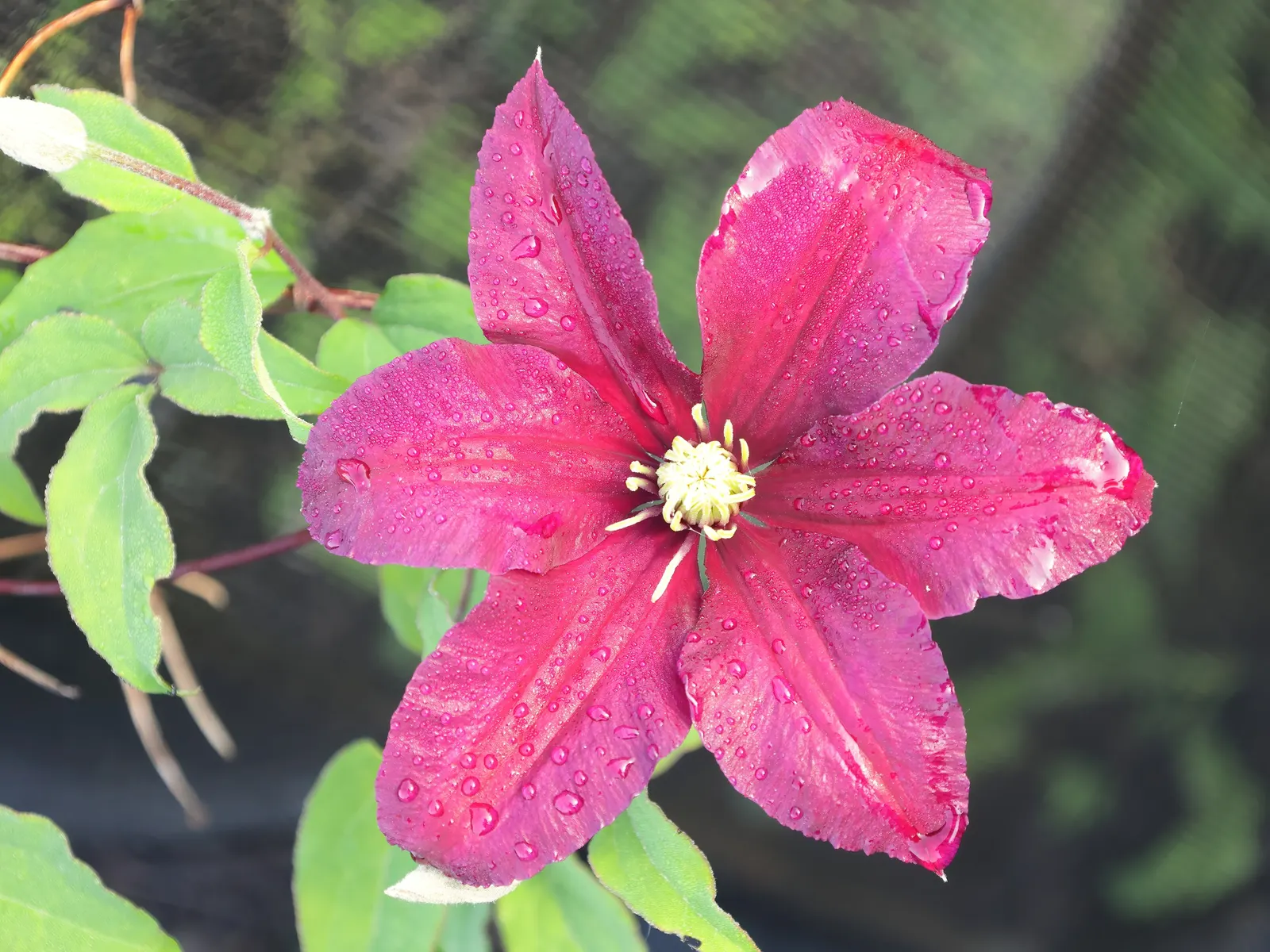 Niobe Clematis (Clematis 'Niobe') — clients can expect a season-long exhibit of stunning flowers and robust vertical interest