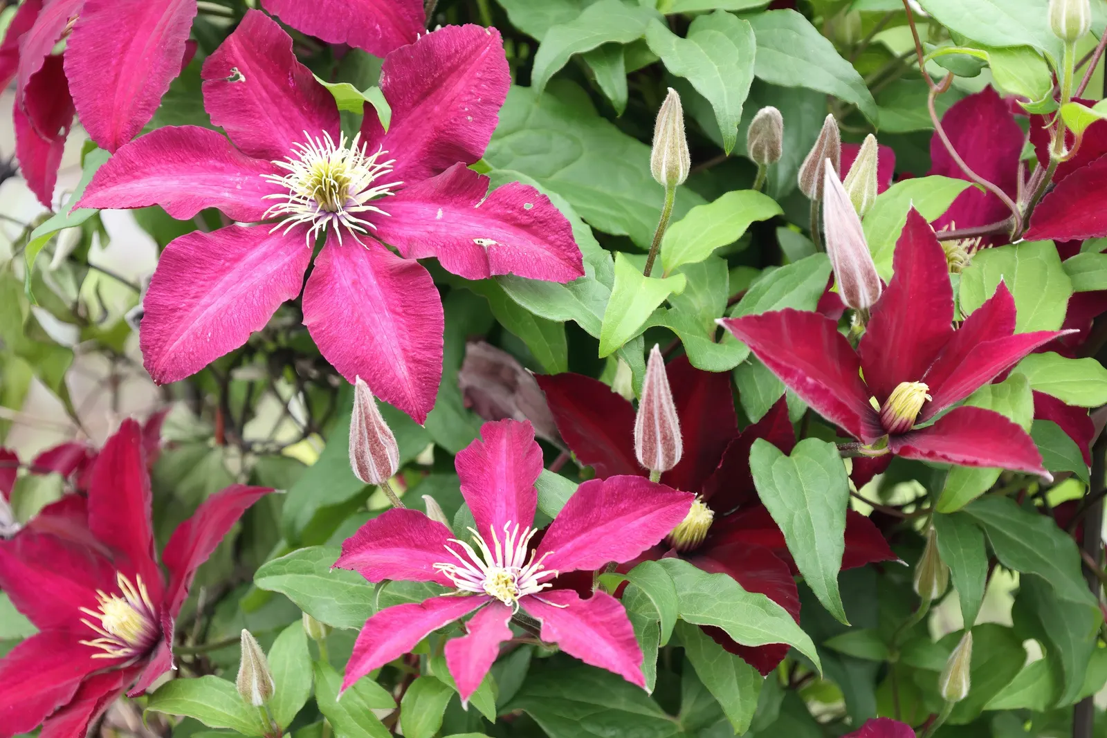 Niobe Clematis (Clematis 'Niobe') — This deciduous climber reaches heights of 8-12 feet, preferring full sun to part shade and well-drained soil; this clematis