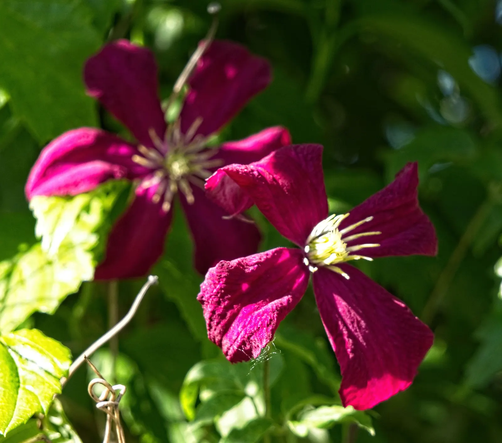 Niobe Clematis (Clematis 'Niobe') — Prune in late winter for best performance