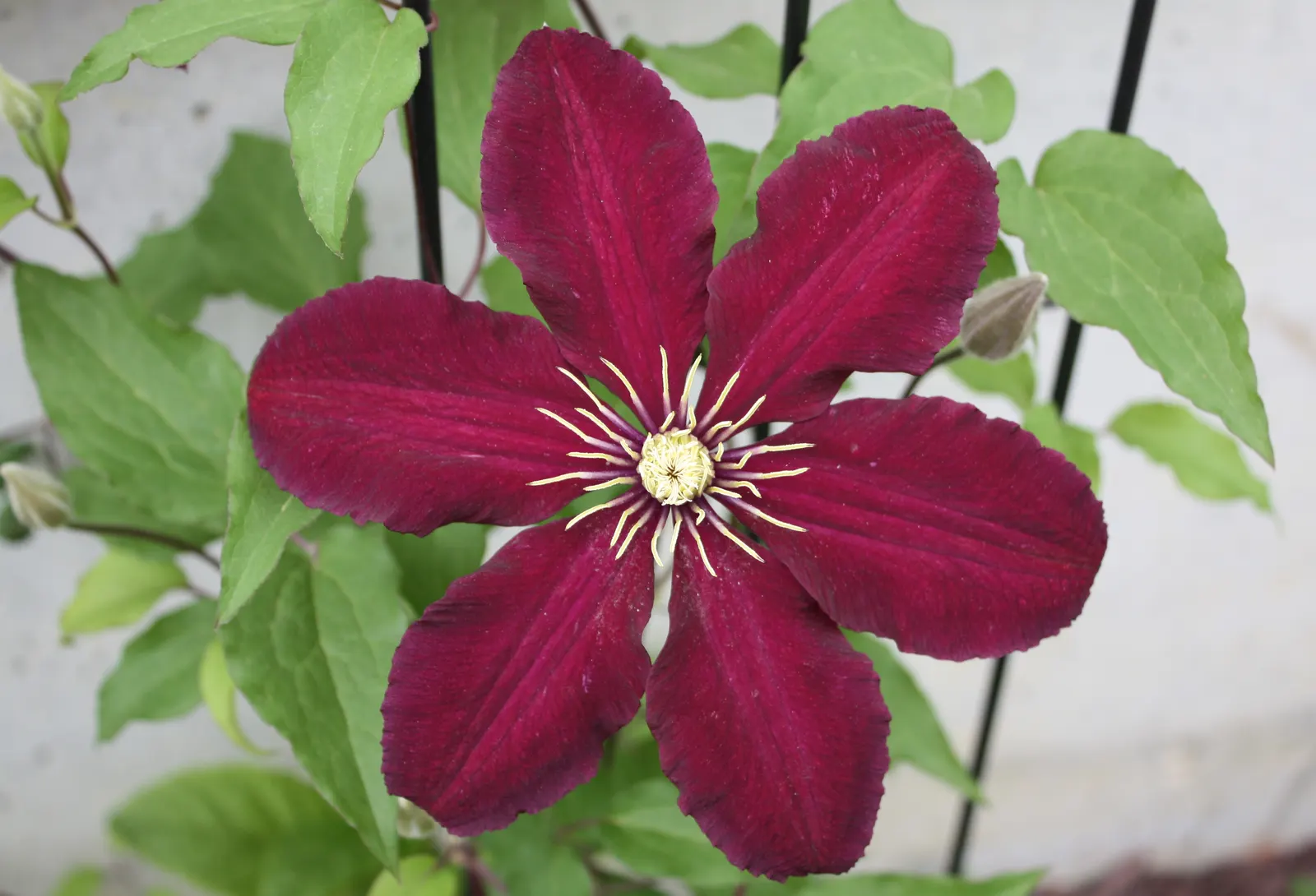 Niobe Clematis (Clematis 'Niobe') — requiring a minimum of six hours of sunlight to optimize its bloom potential