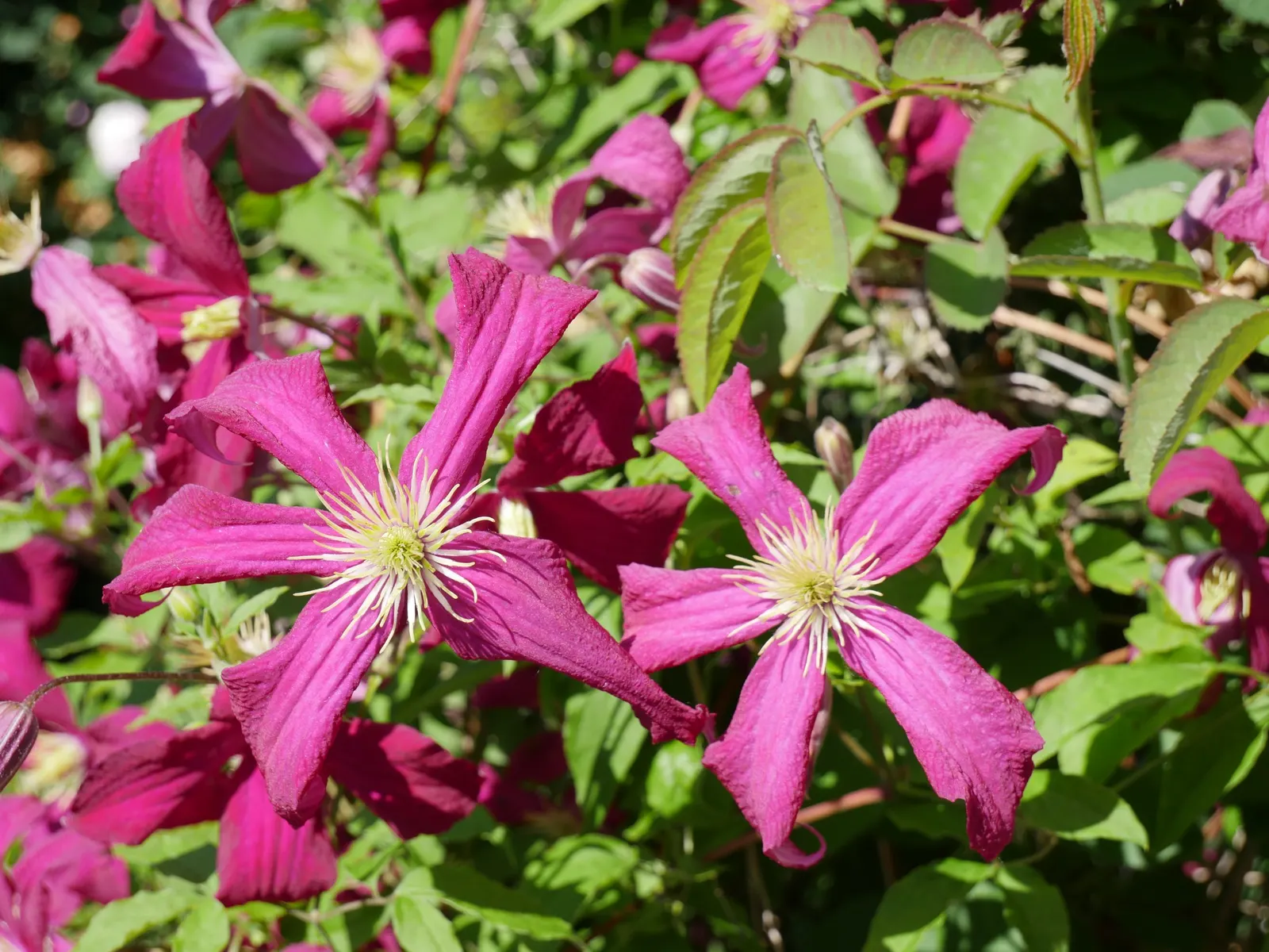 Niobe Clematis (Clematis 'Niobe') — the Niobe Clematis thrives in full sun to part shade; vine for full or half