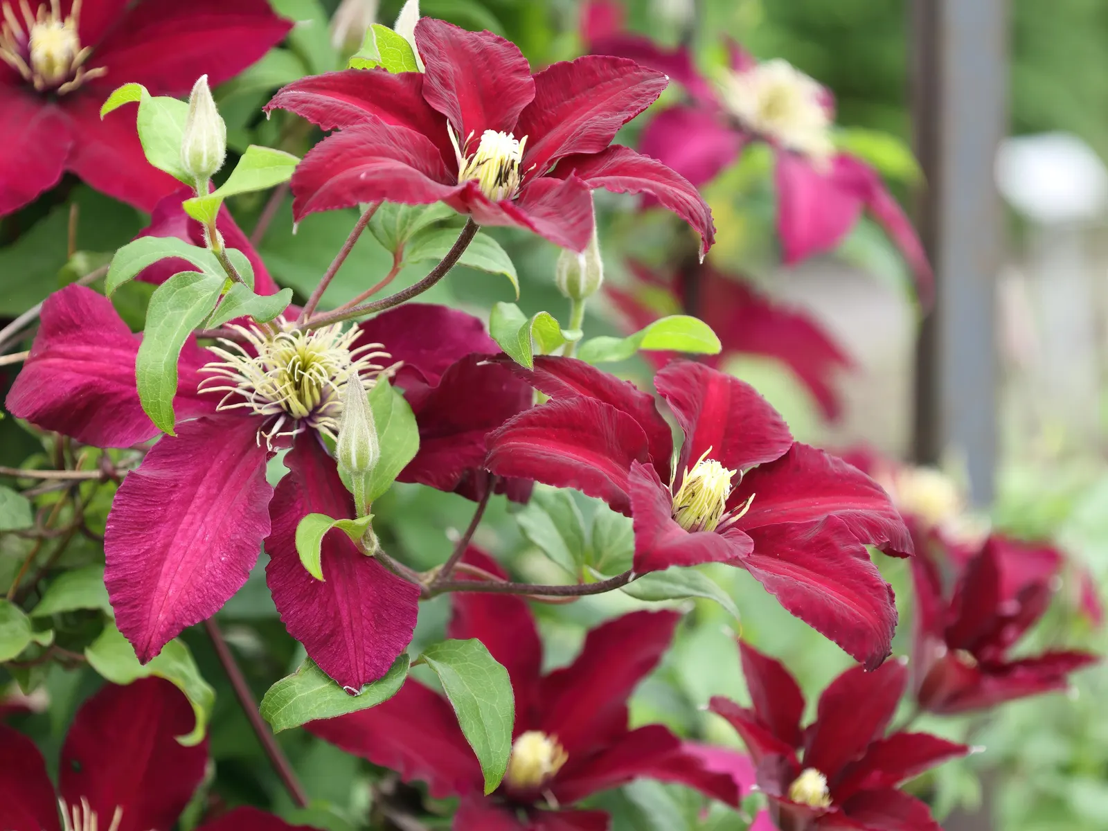 Niobe Clematis (Clematis 'Niobe') — It's ideal for trellises, arbors, and fences, enhancing vertical interest in the landscape