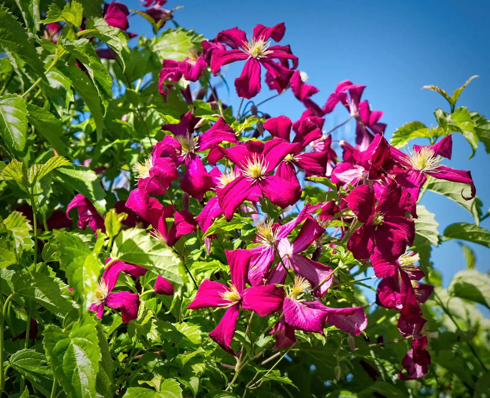Niobe Clematis (Clematis 'Niobe') — vine for full or half