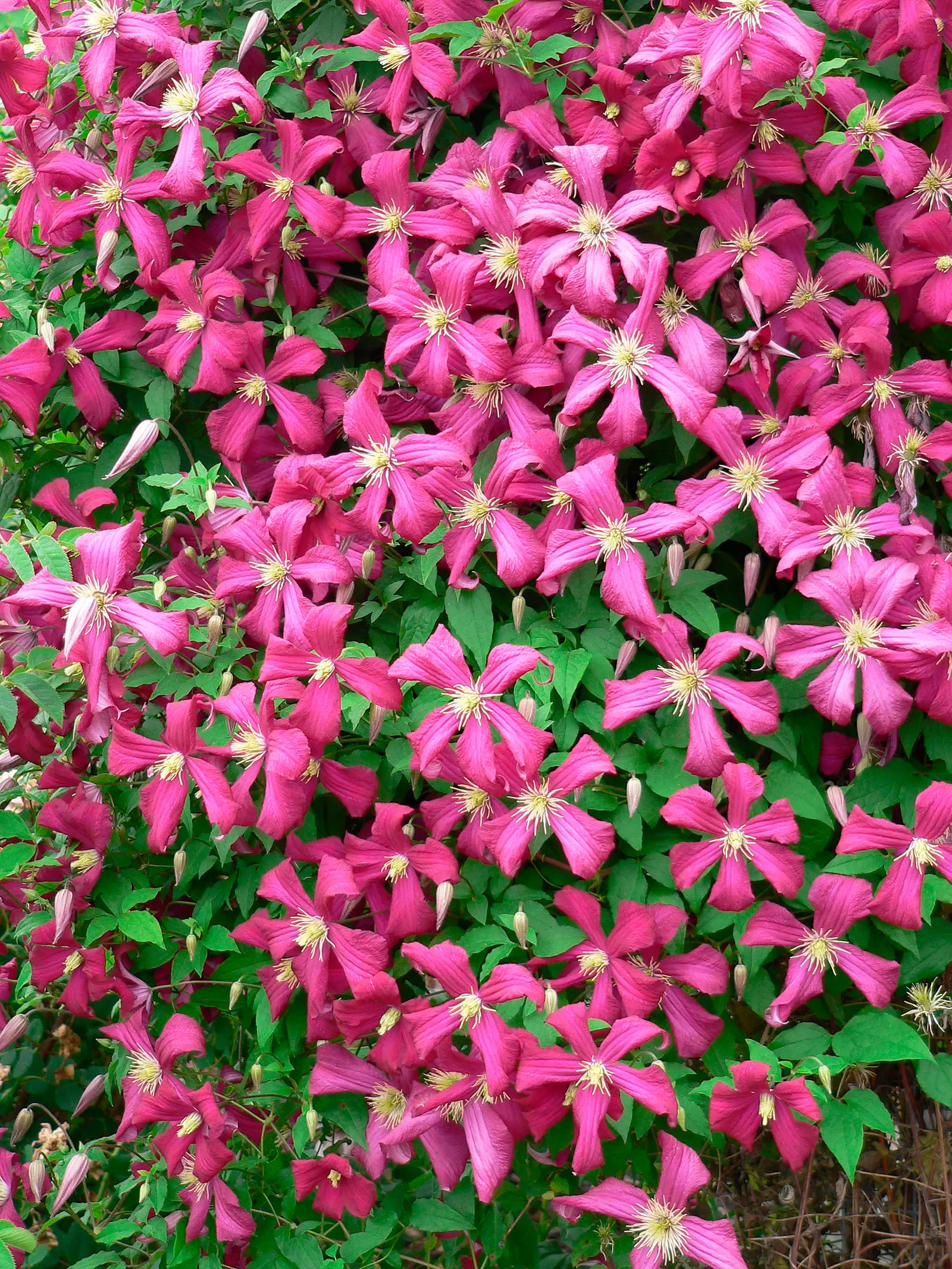 Niobe Clematis (Clematis 'Niobe') — like Shasta daisies or lavender