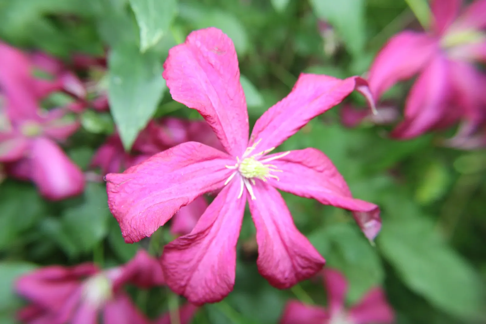Niobe Clematis (Clematis 'Niobe') — For successful growth, it should be planted in well-drained soil with its roots kept cool, image 41