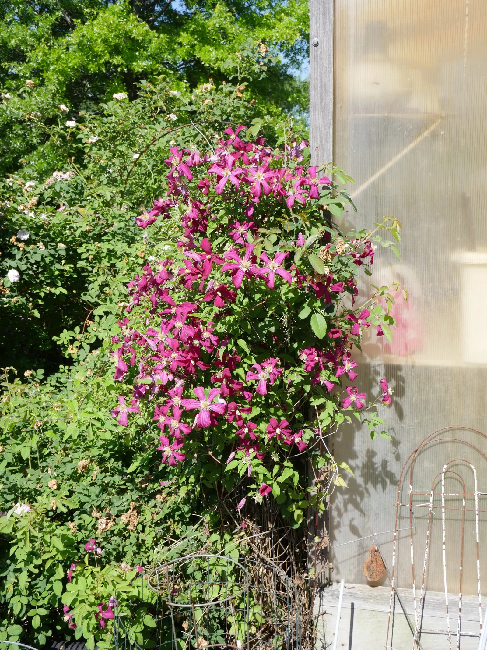 Niobe Clematis (Clematis 'Niobe') — to create a dynamic tableau