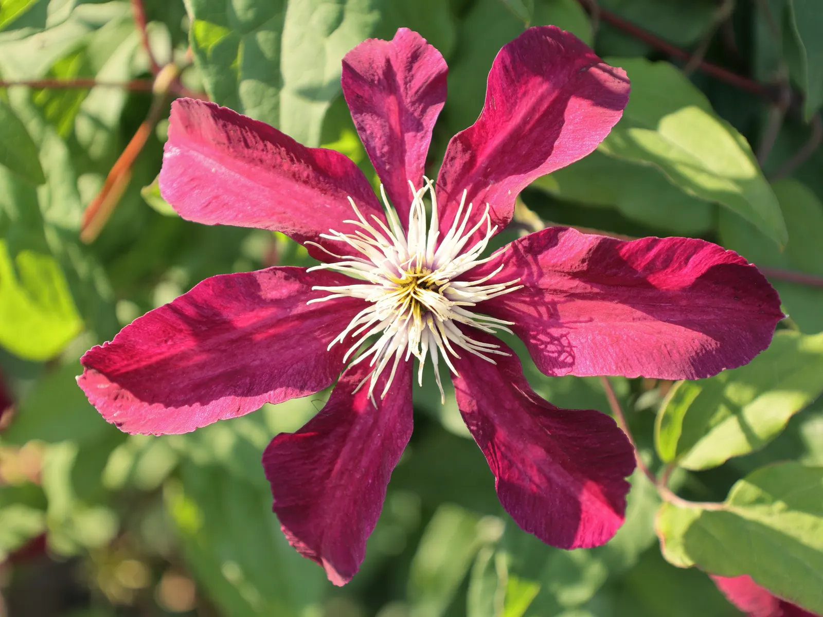 Niobe Clematis (Clematis 'Niobe') — your design plan can highlight 'Niobe' beside companion plants with contrasting foliage or flowers