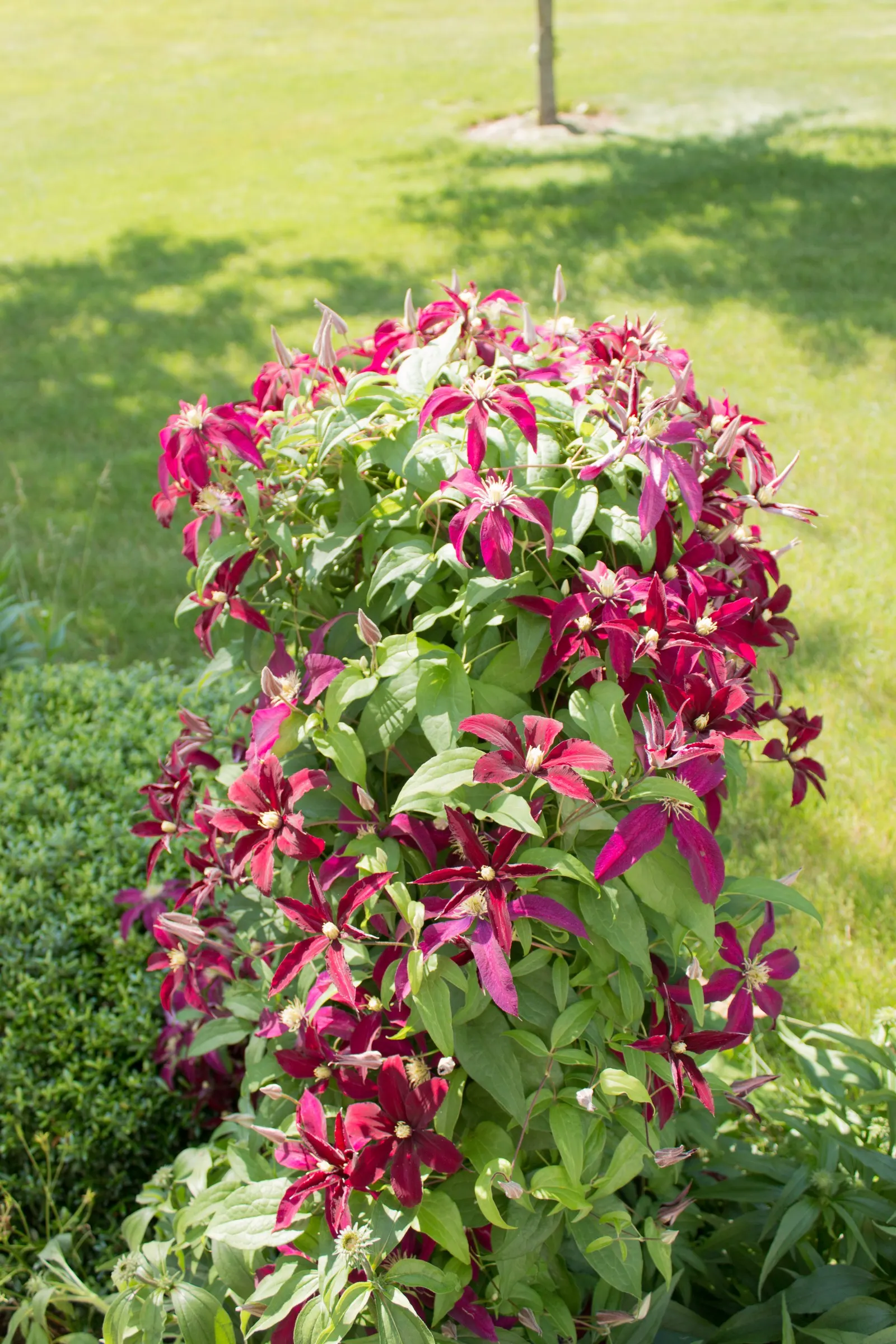 Niobe Clematis (Clematis 'Niobe') — offering long-lasting appeal; deep ruby-red flowers that captivate onlookers from late spring to early autumn