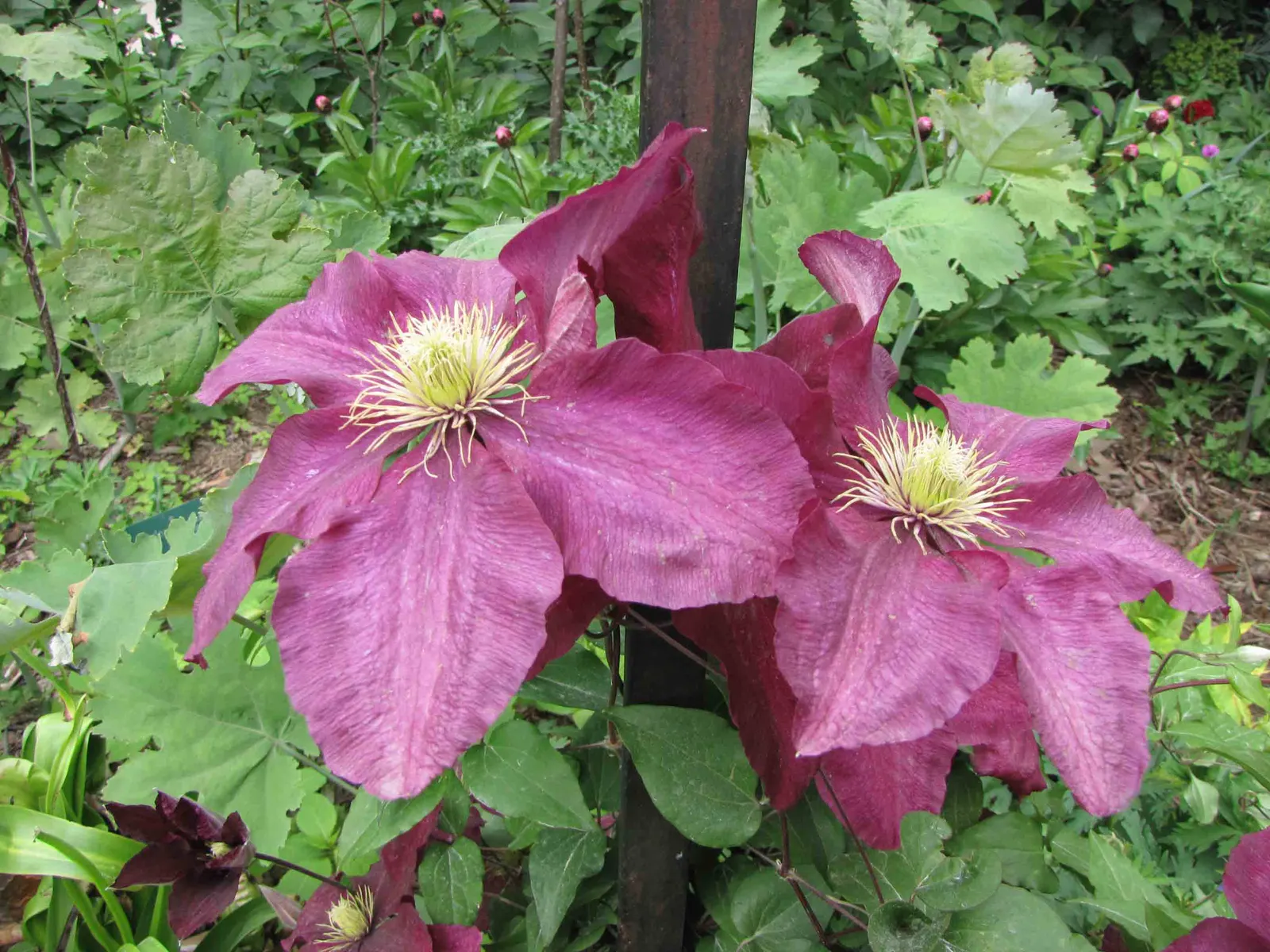 Niobe Clematis (Clematis 'Niobe') — making it an ideal choice for trellises; your design plan can highlight 'Niobe' beside companion plants with contrasting