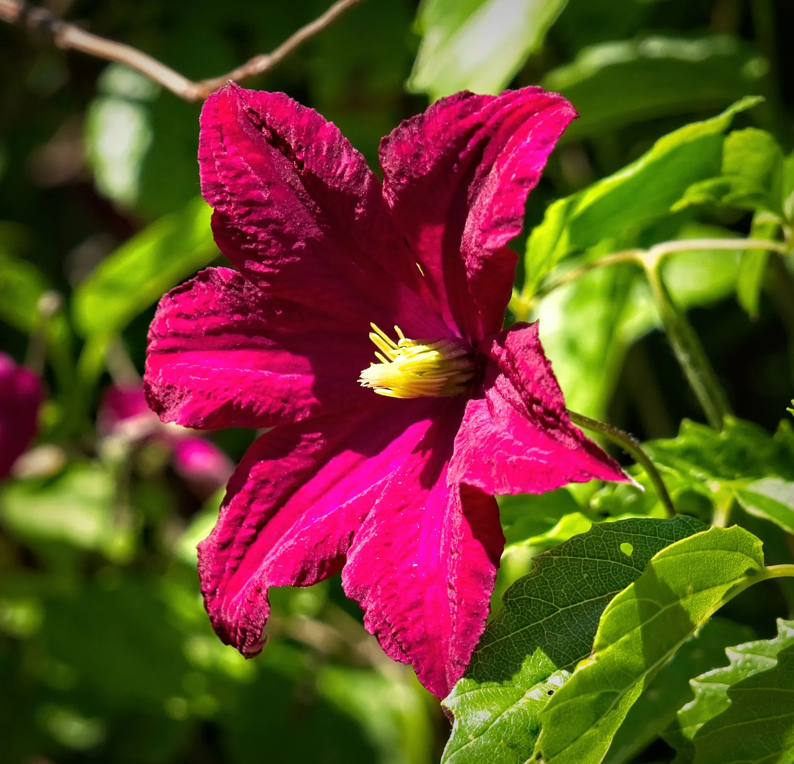 Niobe Clematis (Clematis 'Niobe') — deciduous climbing vine can reach heights of 6 to 8 feet; scientifically known as Clematis 'Niobe'