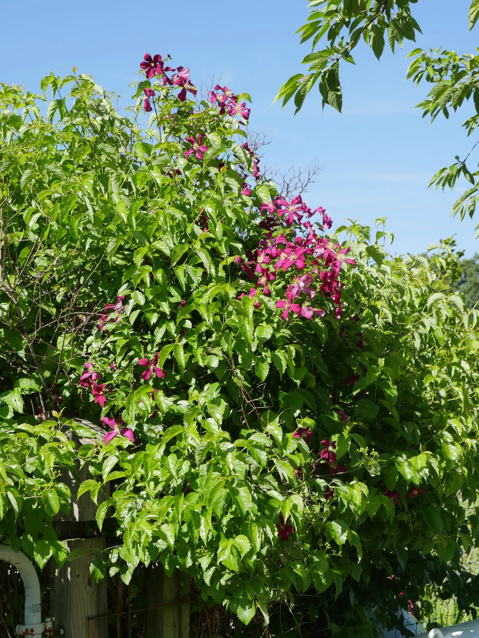 Niobe Clematis (Clematis 'Niobe') — Flowers are typically up to 6 inches in diameter; making it an ideal choice for trellises