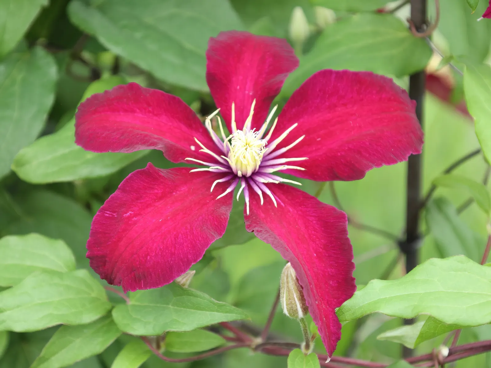 Niobe Clematis (Clematis 'Niobe') — with a spread of 2 to 4 feet; requiring a minimum of six hours of sunlight to optimize its bloom potential