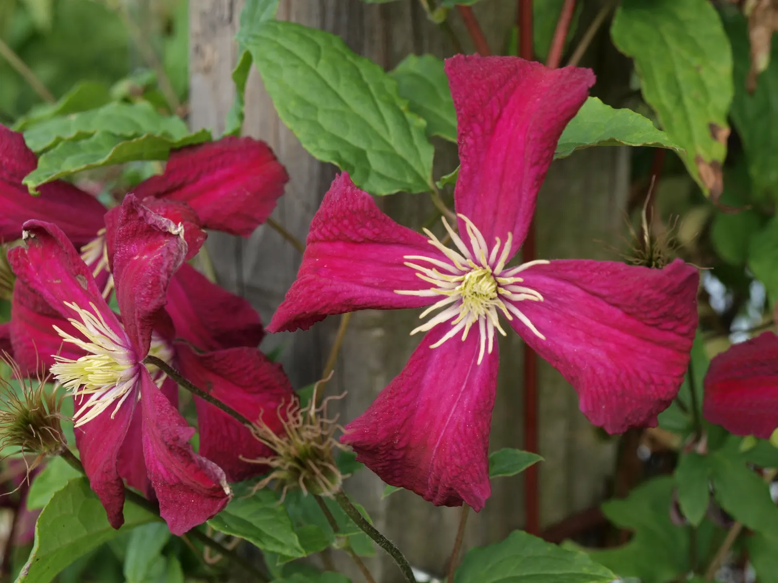 Niobe Clematis (Clematis 'Niobe') — this clematis benefits from light pruning in late winter or early spring; after the initial bloom in late spring