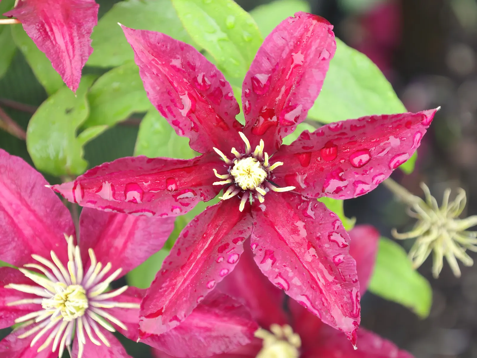 Niobe Clematis (Clematis 'Niobe') — vine with red blooms