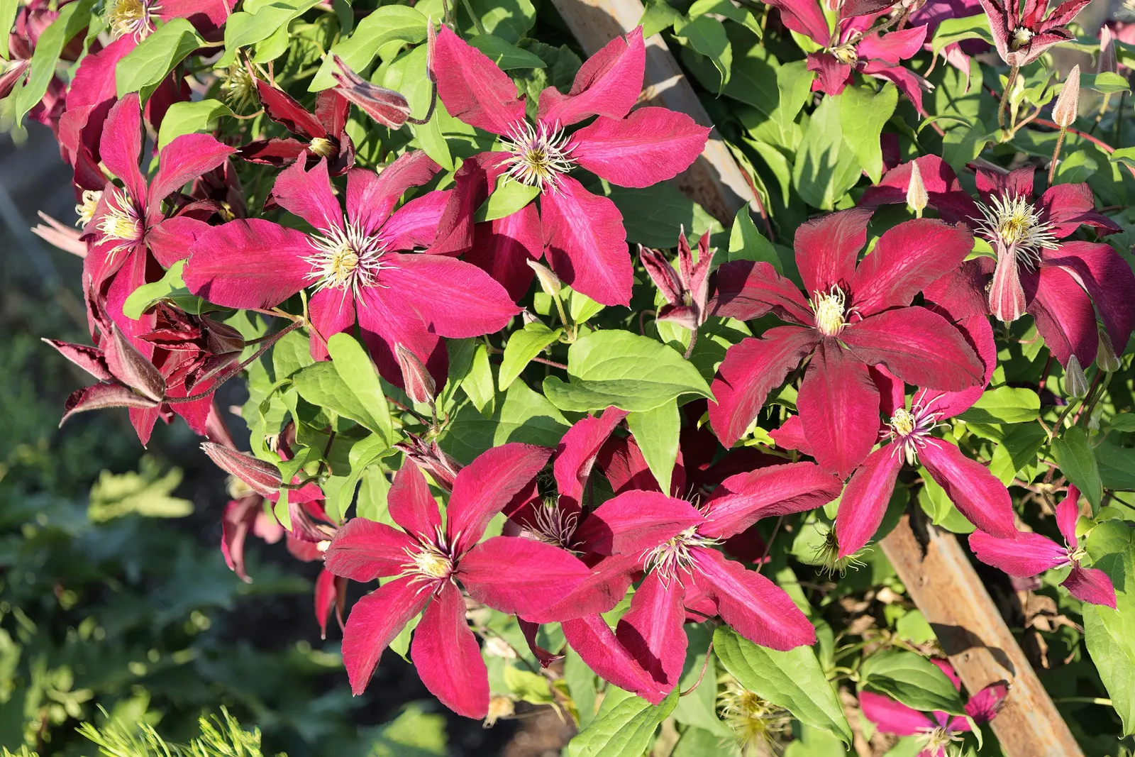 Niobe Clematis (Clematis 'Niobe') — this clematis benefits from light pruning in late winter or early spring