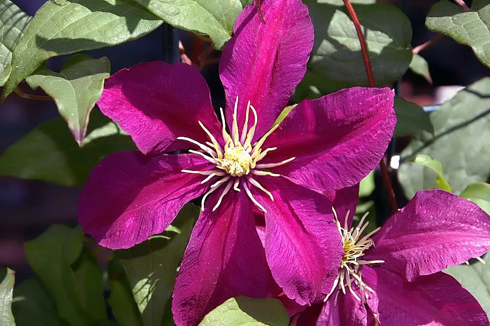 Niobe Clematis (Clematis 'Niobe') — It's ideal for trellises, arbors, and fences, enhancing vertical interest in the landscape; red flowers in the garden