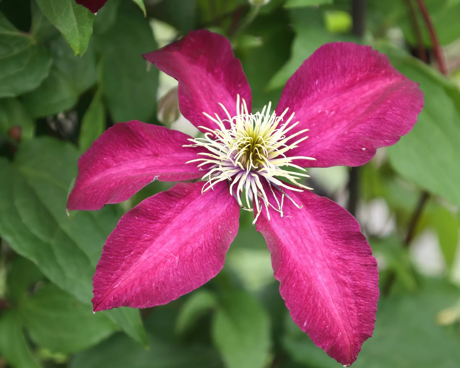 Niobe Clematis (Clematis 'Niobe') — deep ruby-red flowers that captivate onlookers from late spring to early autumn