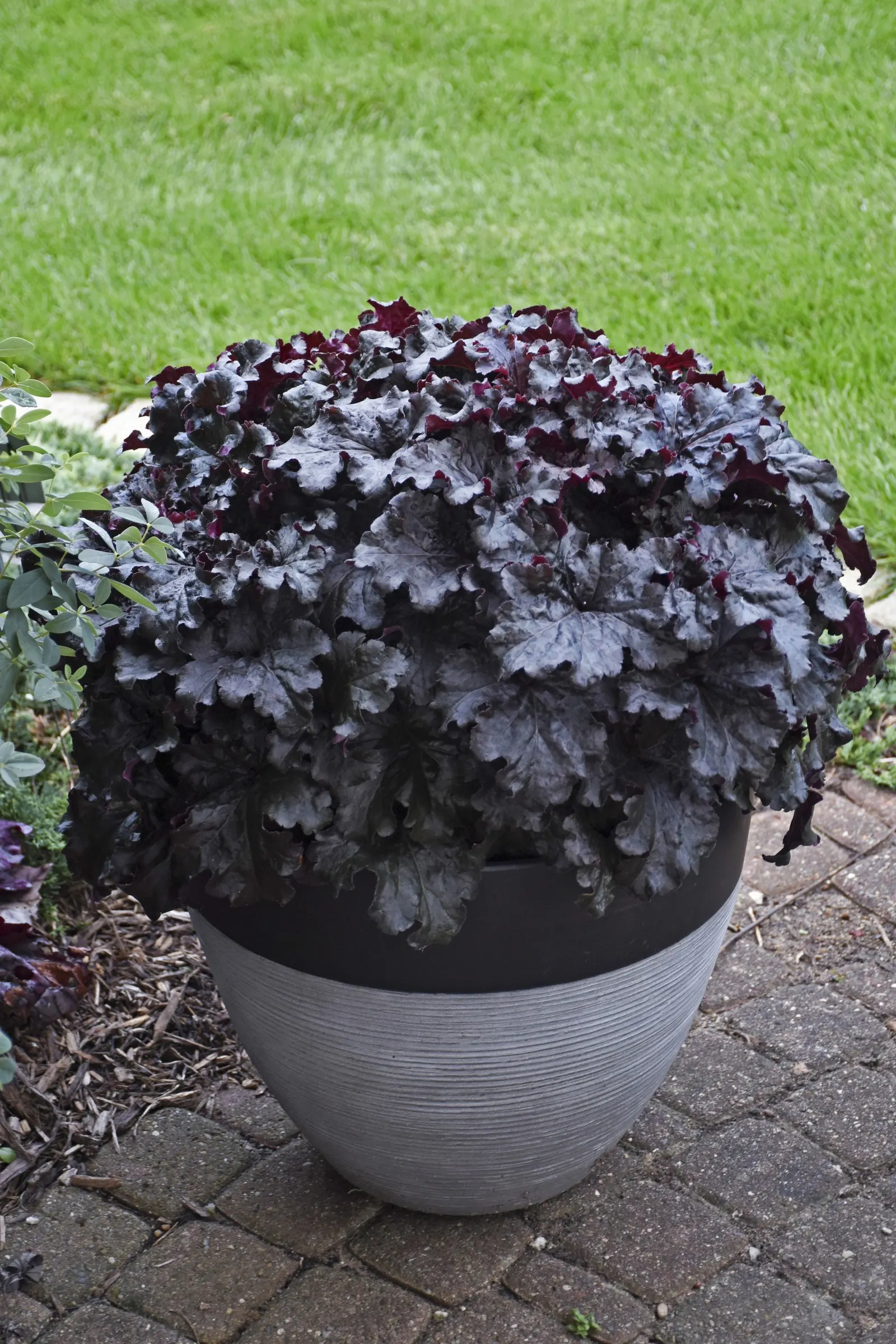 'Evening Gown' Coral Bells (Heuchera hybrid) — Plant in humus-rich, well-drained soil