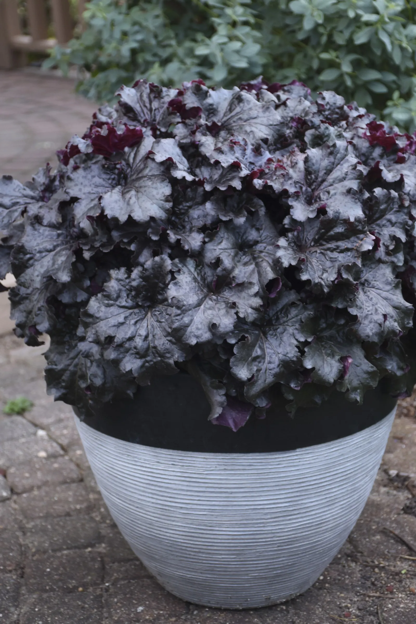 'Evening Gown' Coral Bells (Heuchera hybrid) — Huge glossy black leaves are incredibly ruffled and form a substantial habit; thrives in part shade, image 16