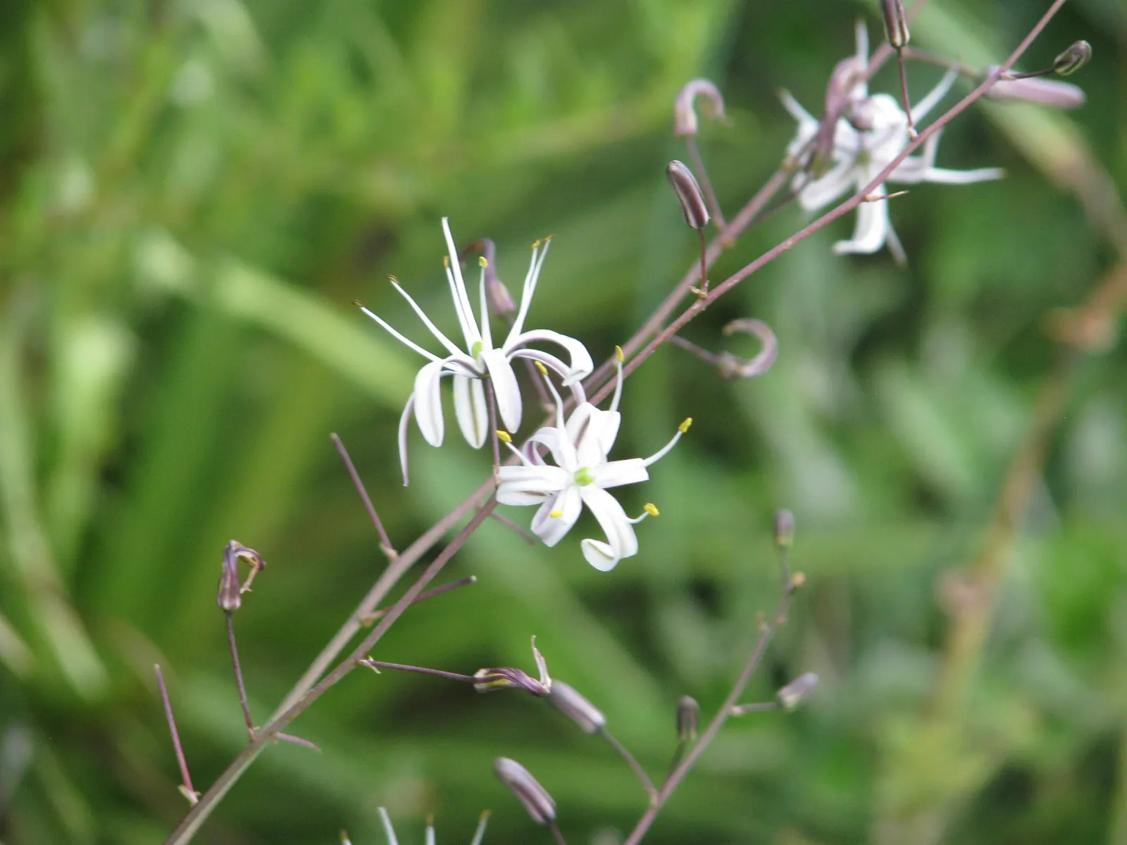 Soap Plant (Chlorogalum Pomeridianum) — star-shaped white to pale lavender flowers; the leaves showcase a spectacular adaptation; they contain saponins