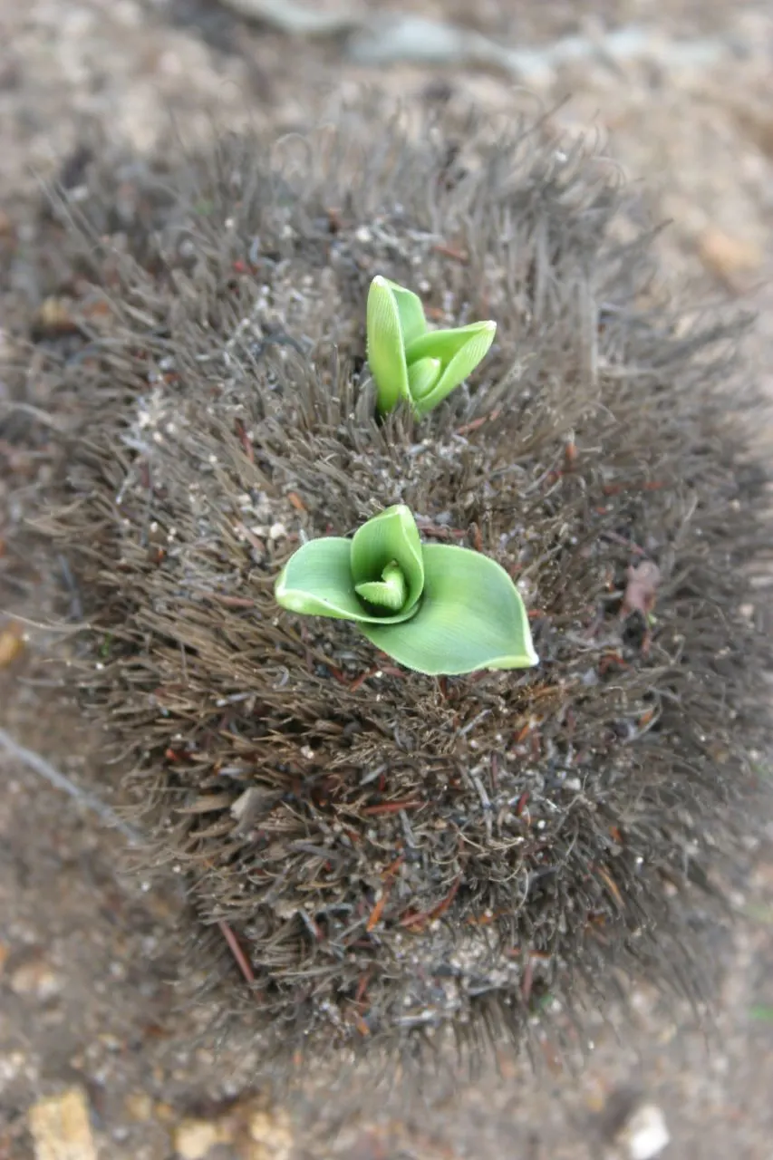 Soap Plant (Chlorogalum Pomeridianum) — commonly known as the Soap Plant or Amole; the leaves showcase a spectacular adaptation; they contain saponins
