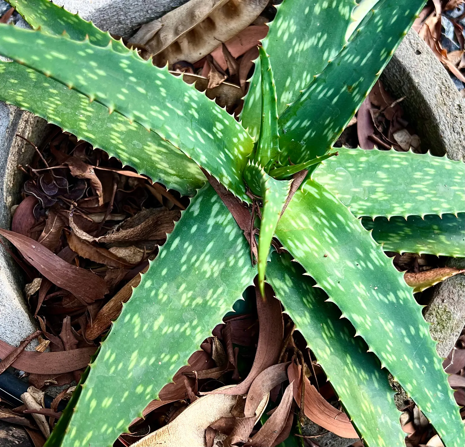 Soap Plant (Chlorogalum Pomeridianum) — particularly in California; drought-tolerant and deer-resistant, its bulbs were historically used by indigenous people