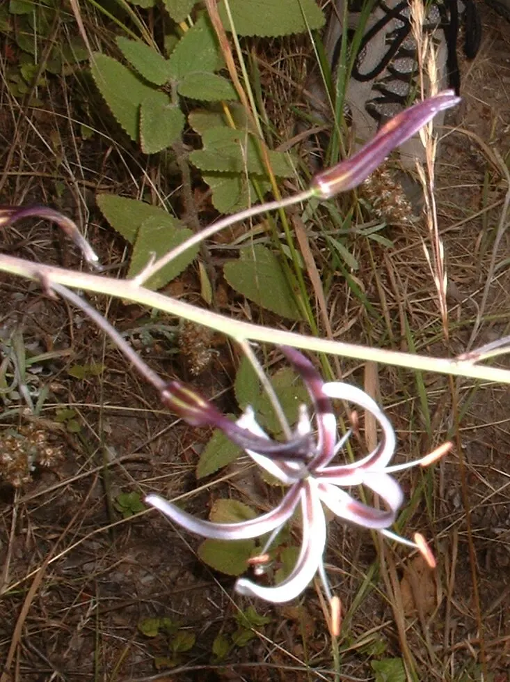 Soap Plant (Chlorogalum Pomeridianum) — From late spring to early summer, it sends up striking flower stalks that can reach heights of up to 4 feet