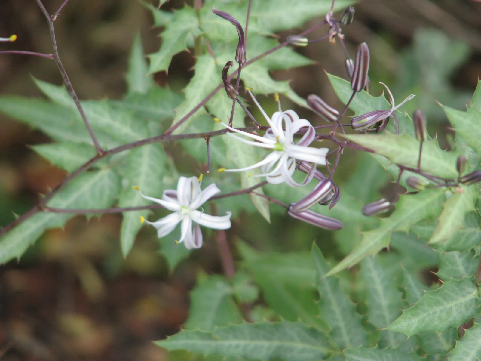 Soap Plant (Chlorogalum Pomeridianum) — The leaves showcase a spectacular adaptation; they contain saponins, image 32