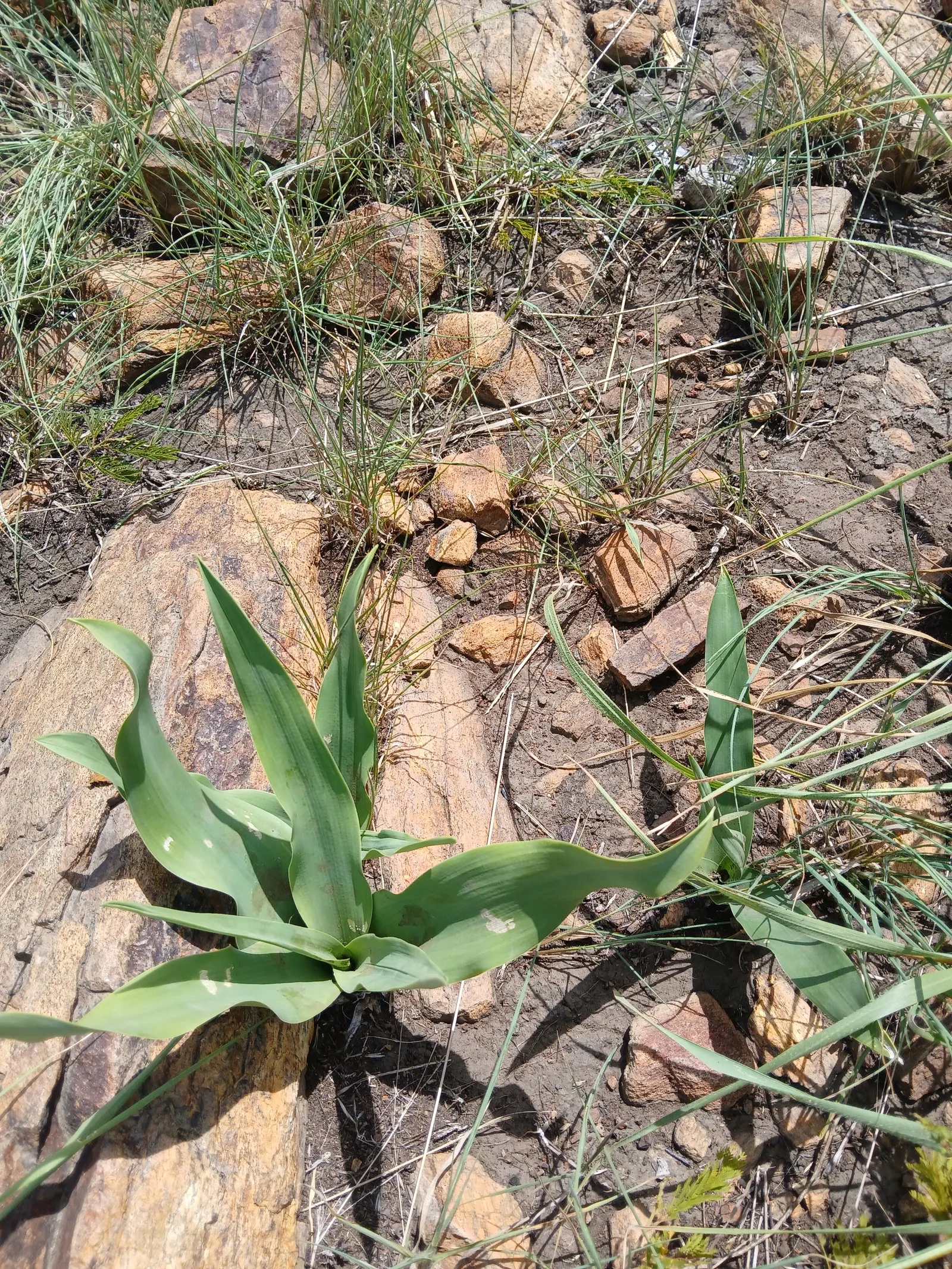 Soap Plant (Chlorogalum Pomeridianum) — which intriguingly only open in the late afternoon and evening; the Soap Plant is an excellent conversation piece and a