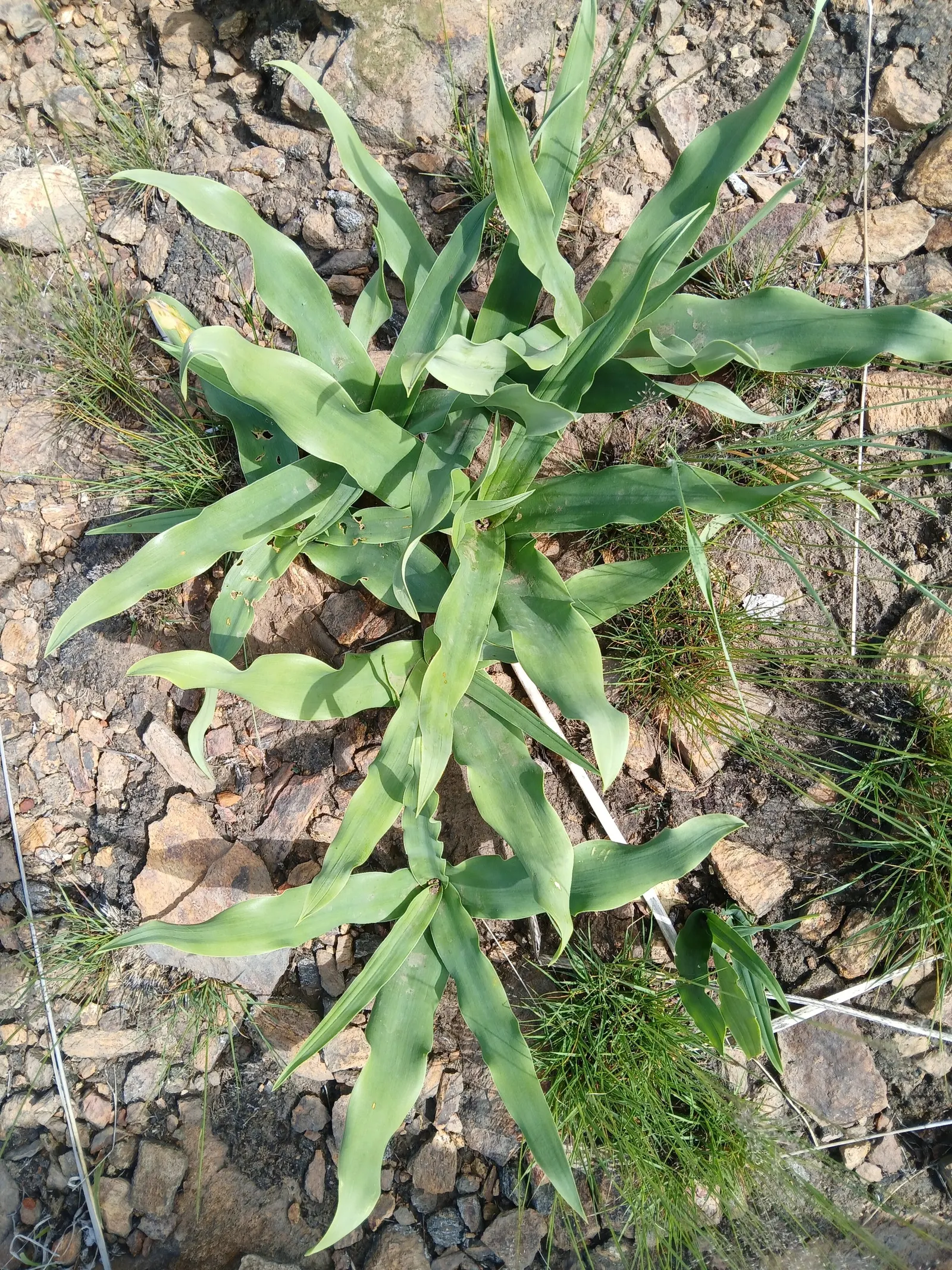 Soap Plant (Chlorogalum Pomeridianum) — the Soap Plant is an excellent conversation piece and a valuable addition to sustainable landscaping projects