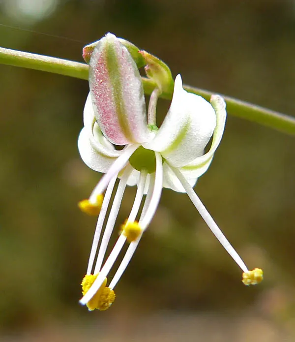 Soap Plant (Chlorogalum Pomeridianum) — basal leaves that can measure up to 3 feet in length and around 0.5-1 inch width; the Soap Plant is an excellent