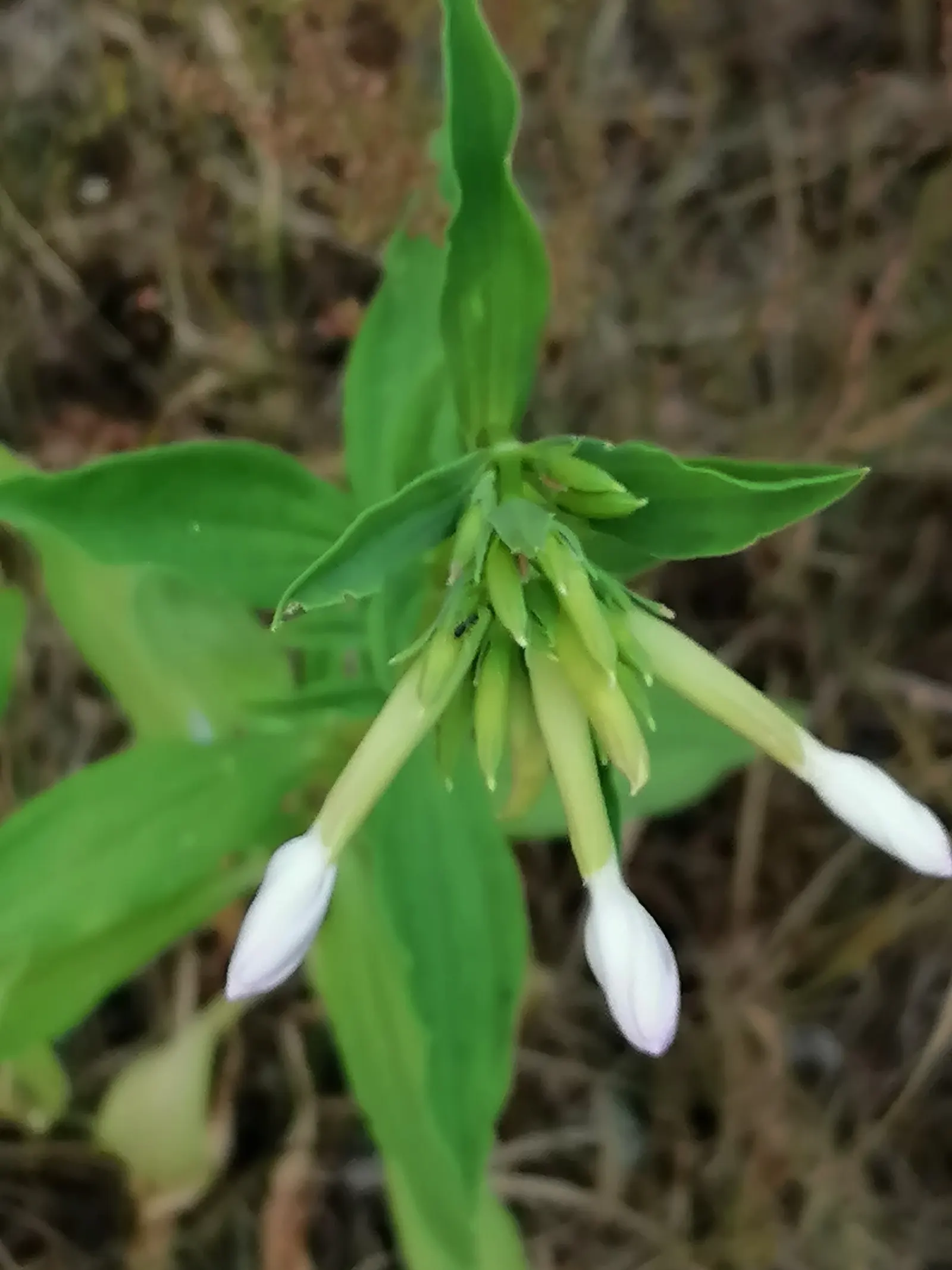 Soap Plant (Chlorogalum Pomeridianum) — commonly known as the Soap Plant or Amole