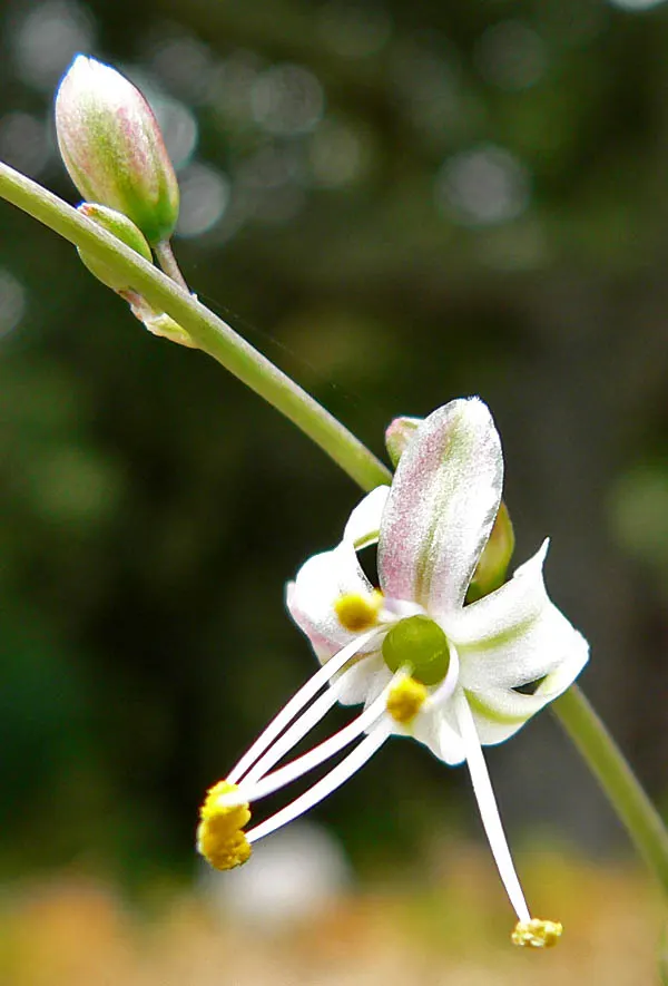 Soap Plant (Chlorogalum Pomeridianum) — star-shaped white to pale lavender flowers