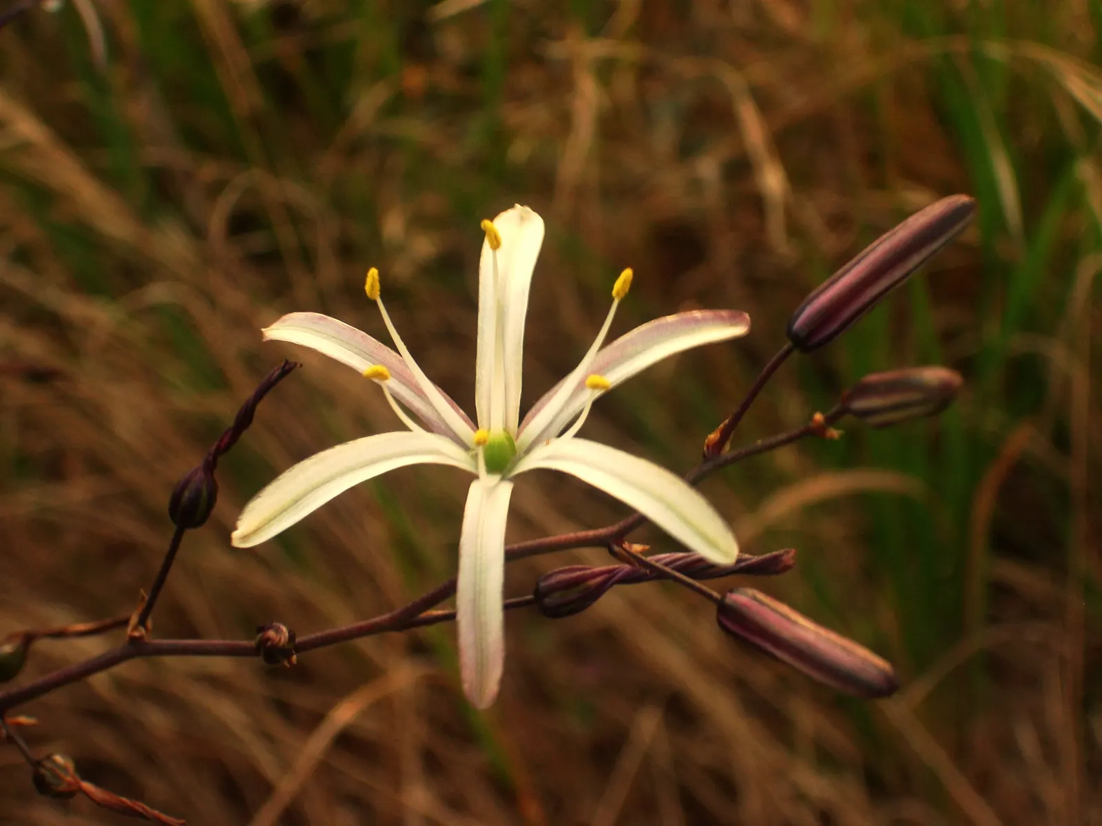 Soap Plant (Chlorogalum Pomeridianum) — is a perennial herb indigenous to the western regions of North America; the Soap Plant is an excellent conversation