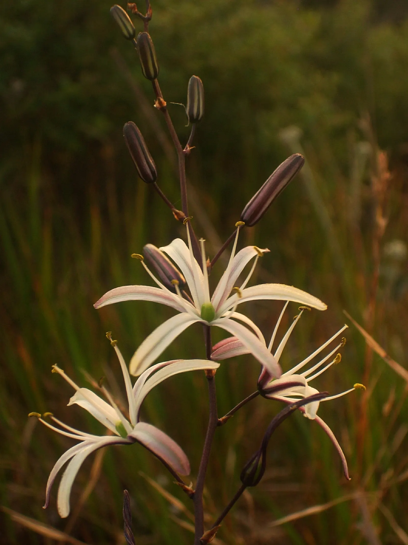 Soap Plant (Chlorogalum Pomeridianum) — lily-like flowers that open in the afternoon; the leaves showcase a spectacular adaptation; they contain saponins